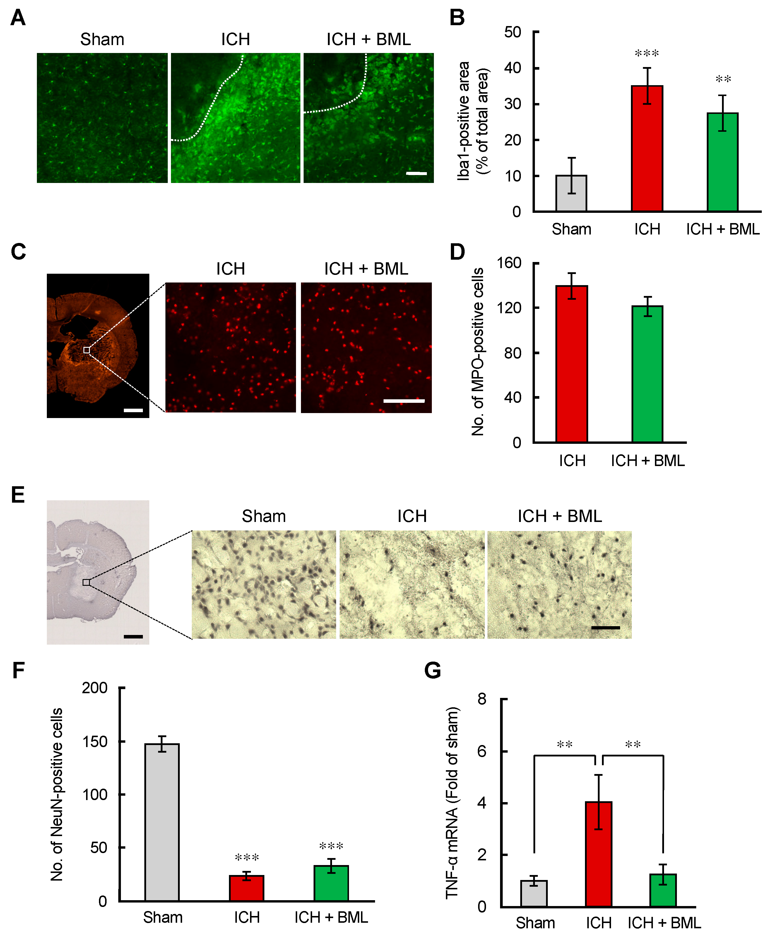 Brainsci 12 00162 g005