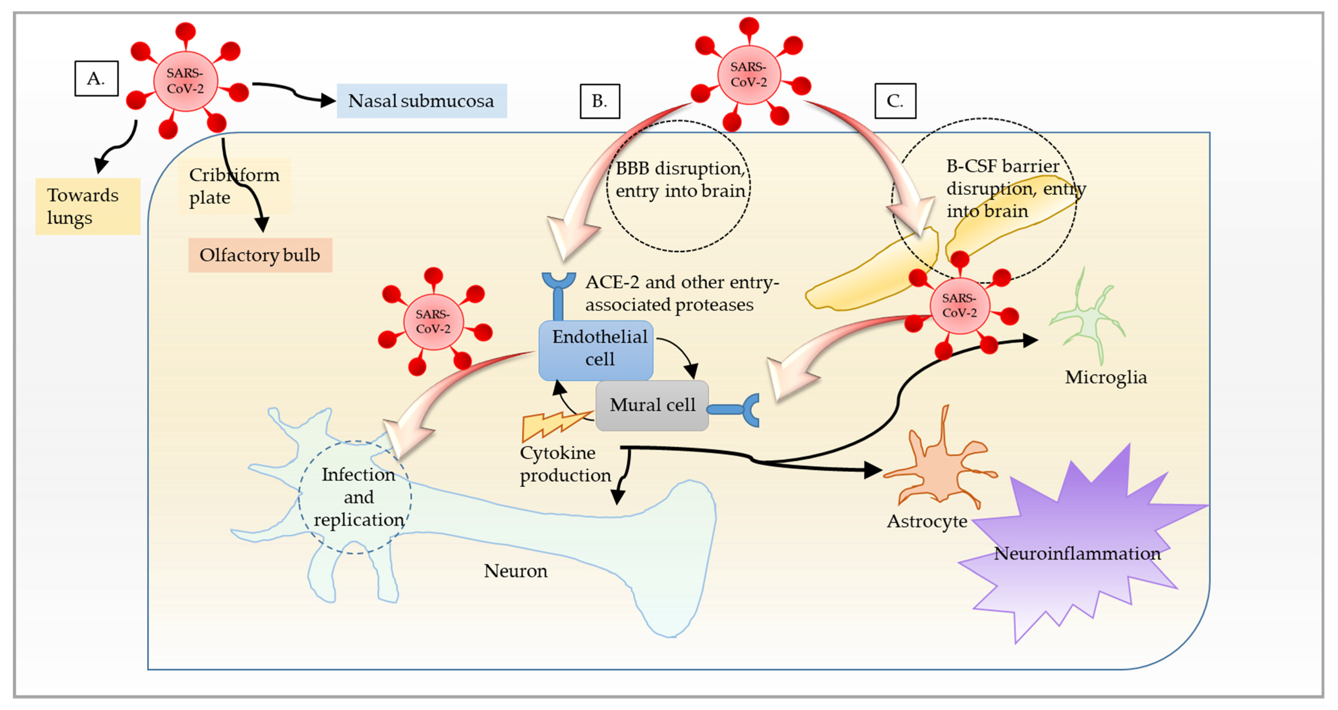 Brainsci 12 00190 g001