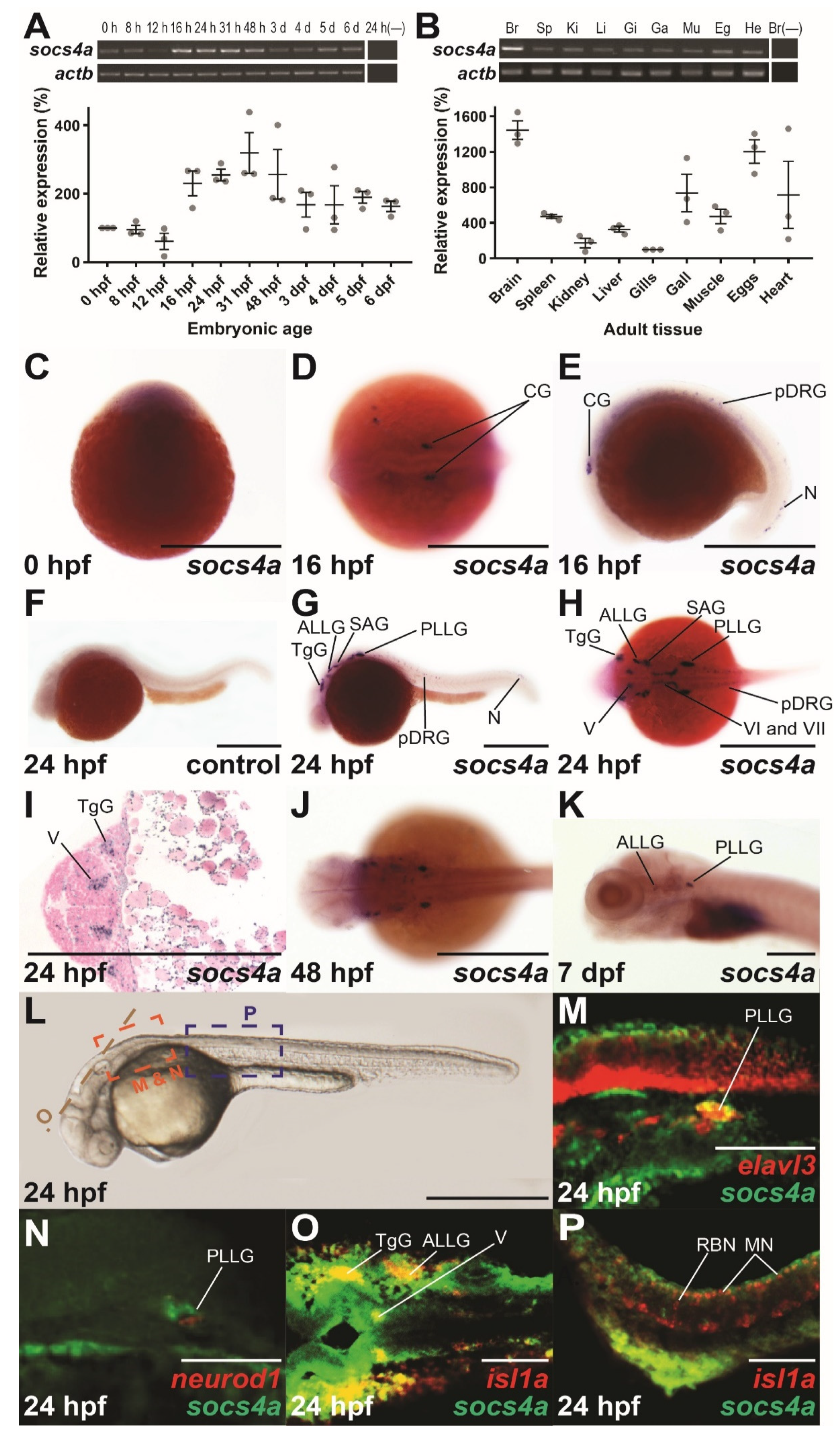 Brainsci 12 00241 g001