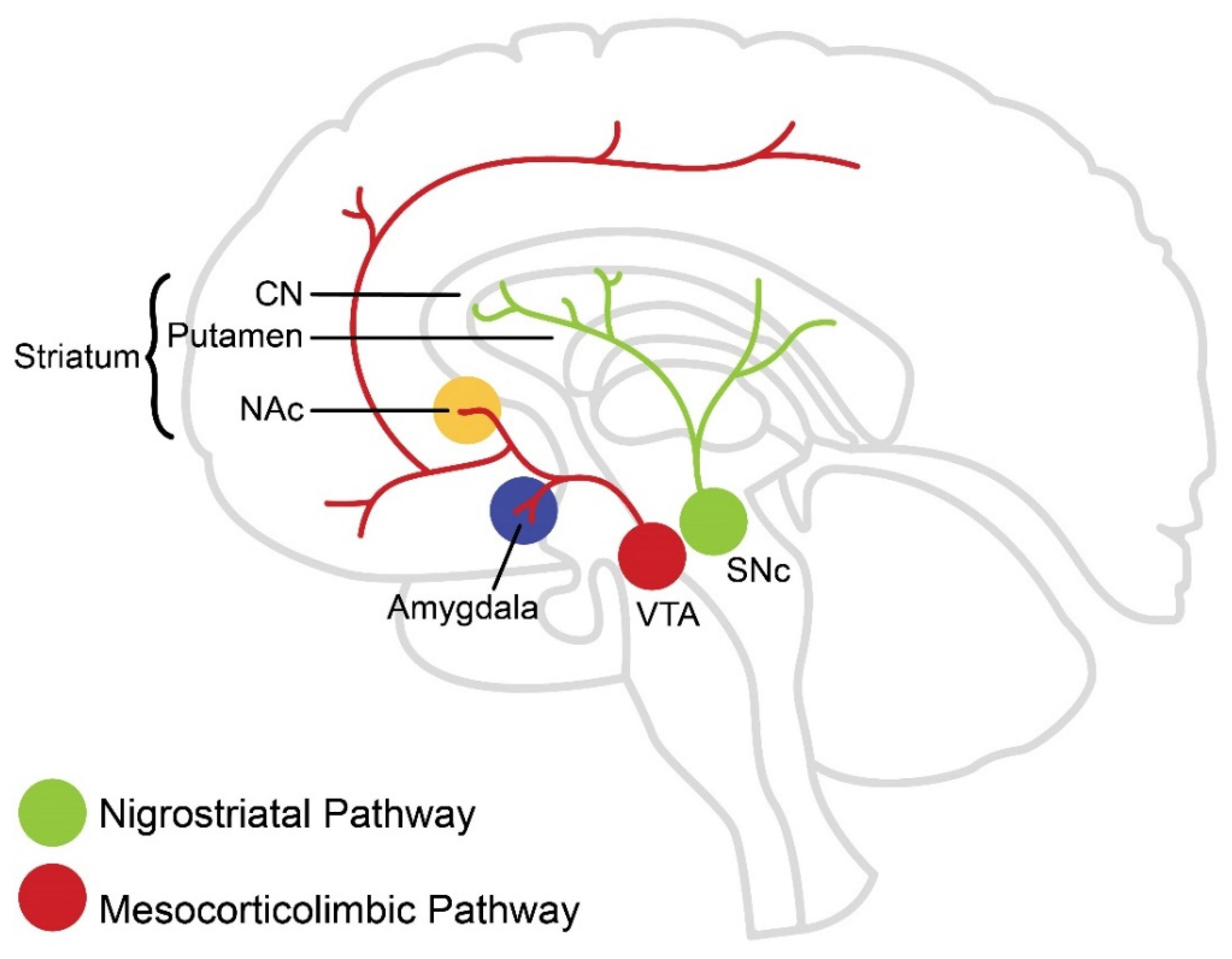Brainsci 12 00333 g001 Brainsci 12 00333 g001
