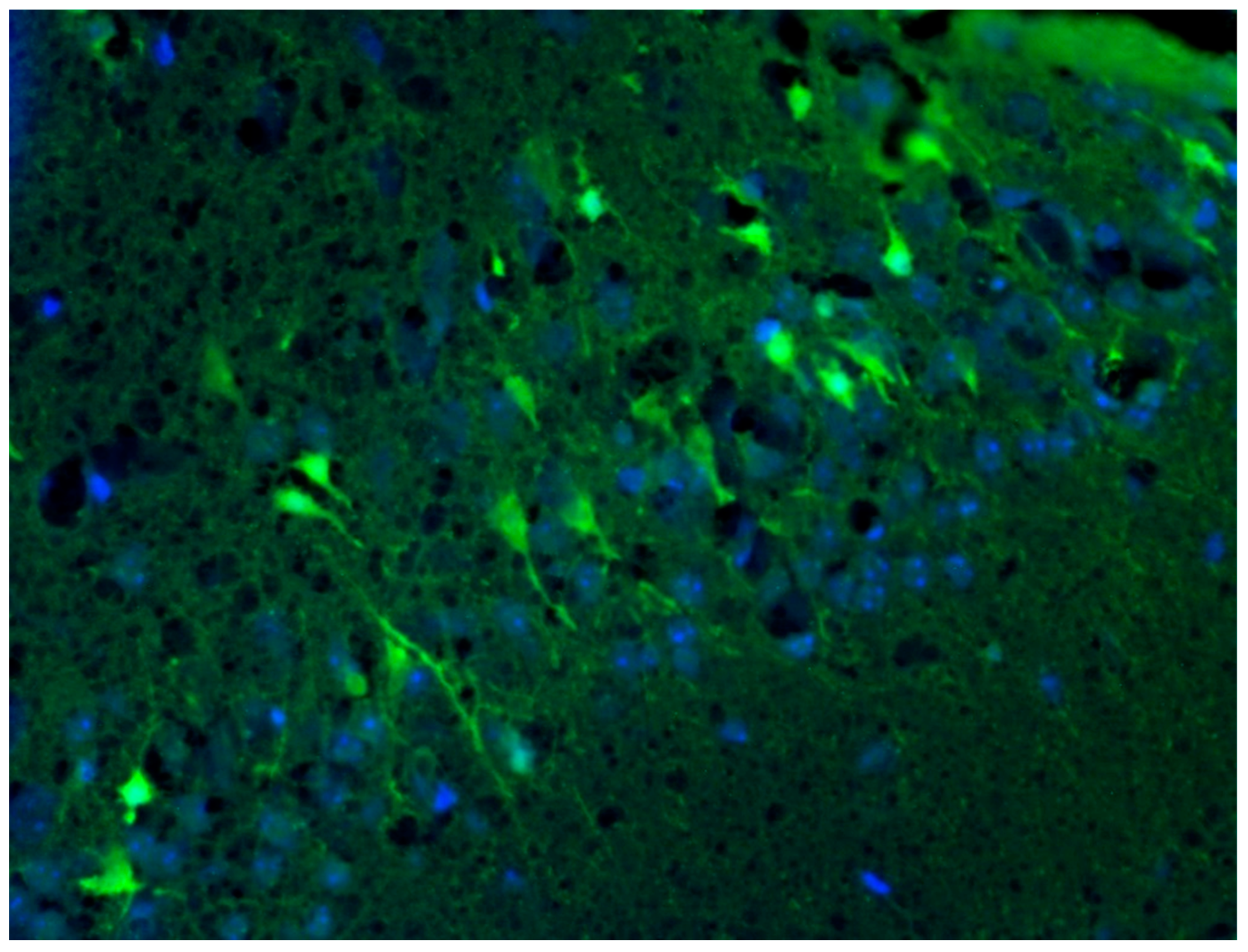 Brainsci 12 00380 g008