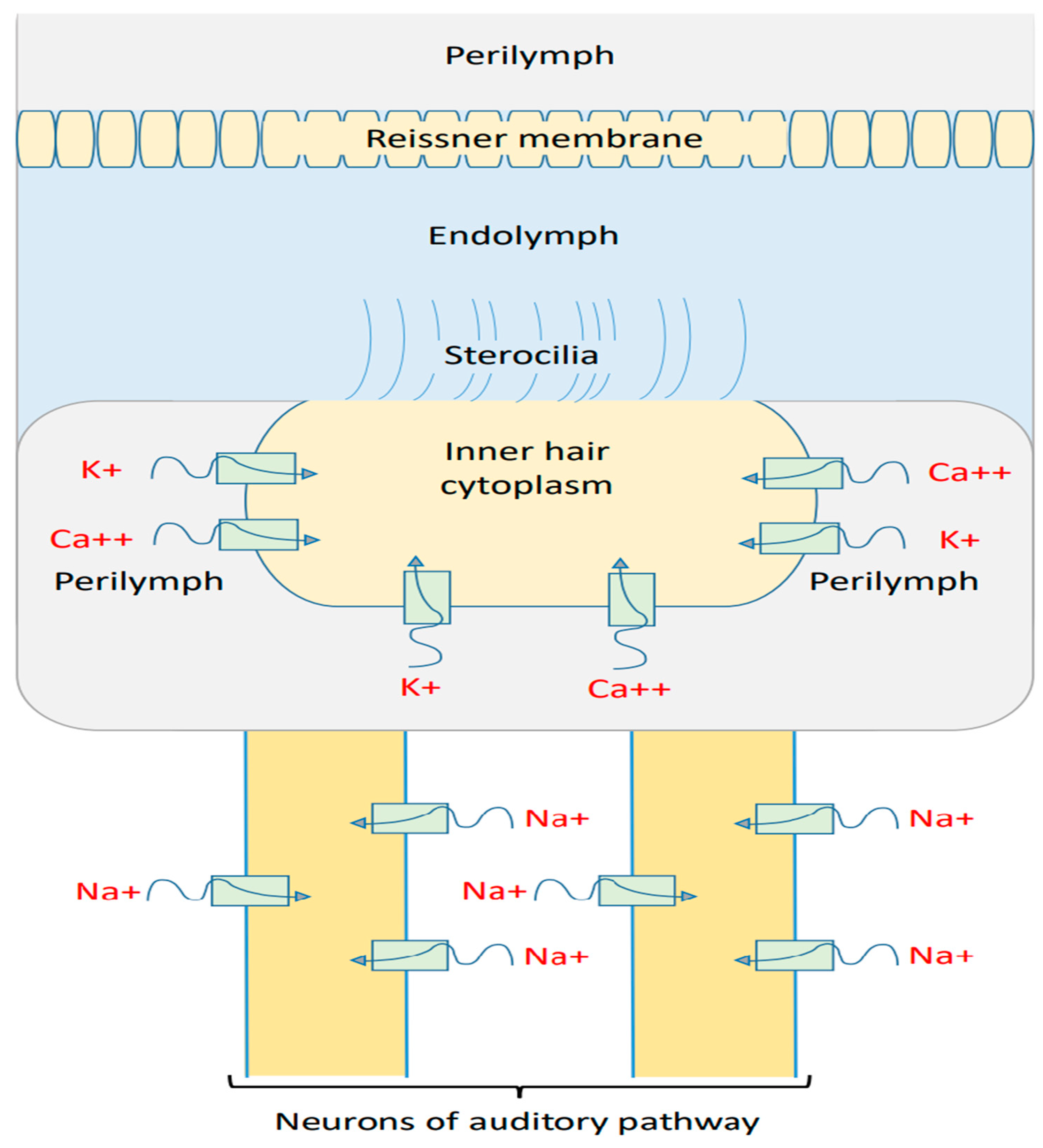 Brainsci 12 00426 g012