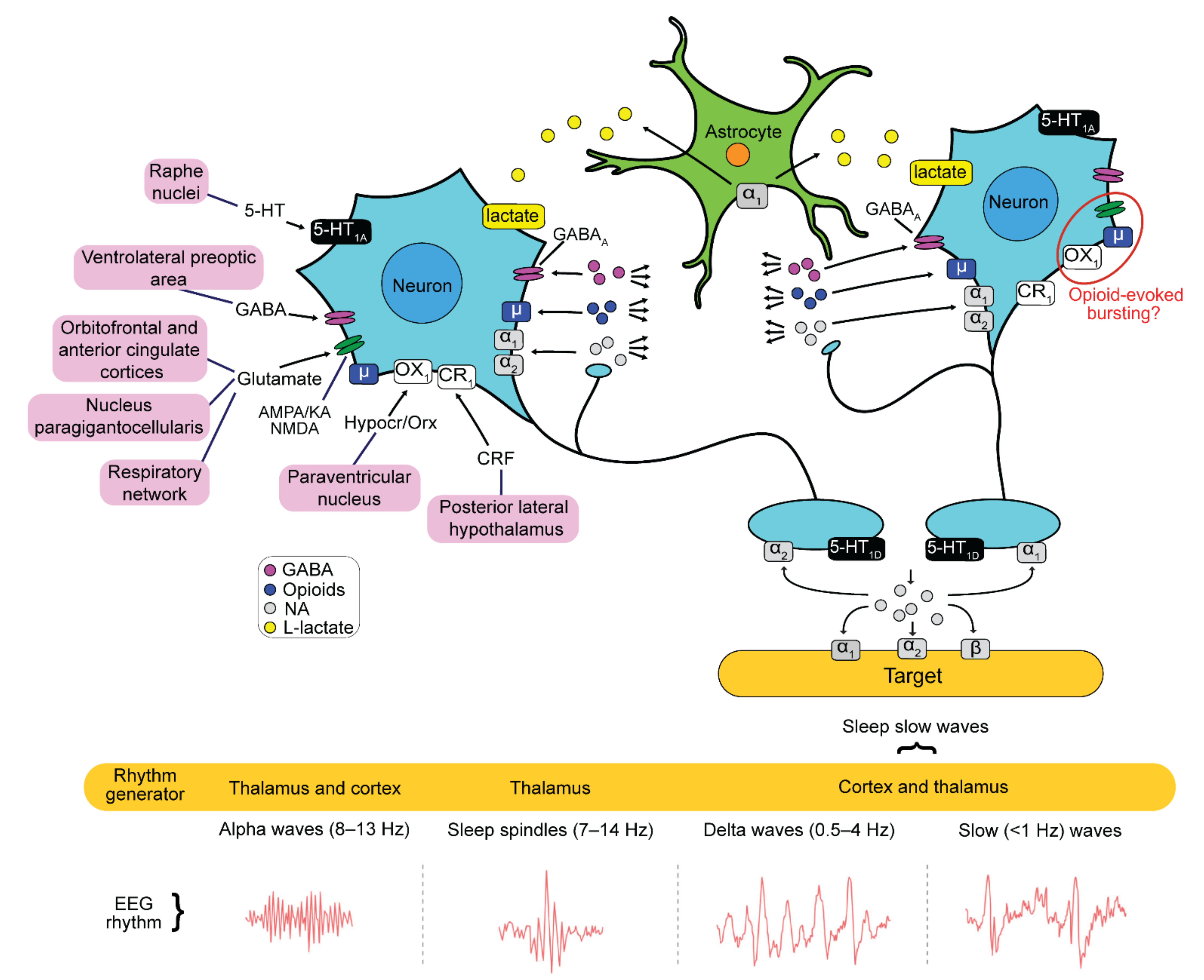 Brainsci 12 00437 g001