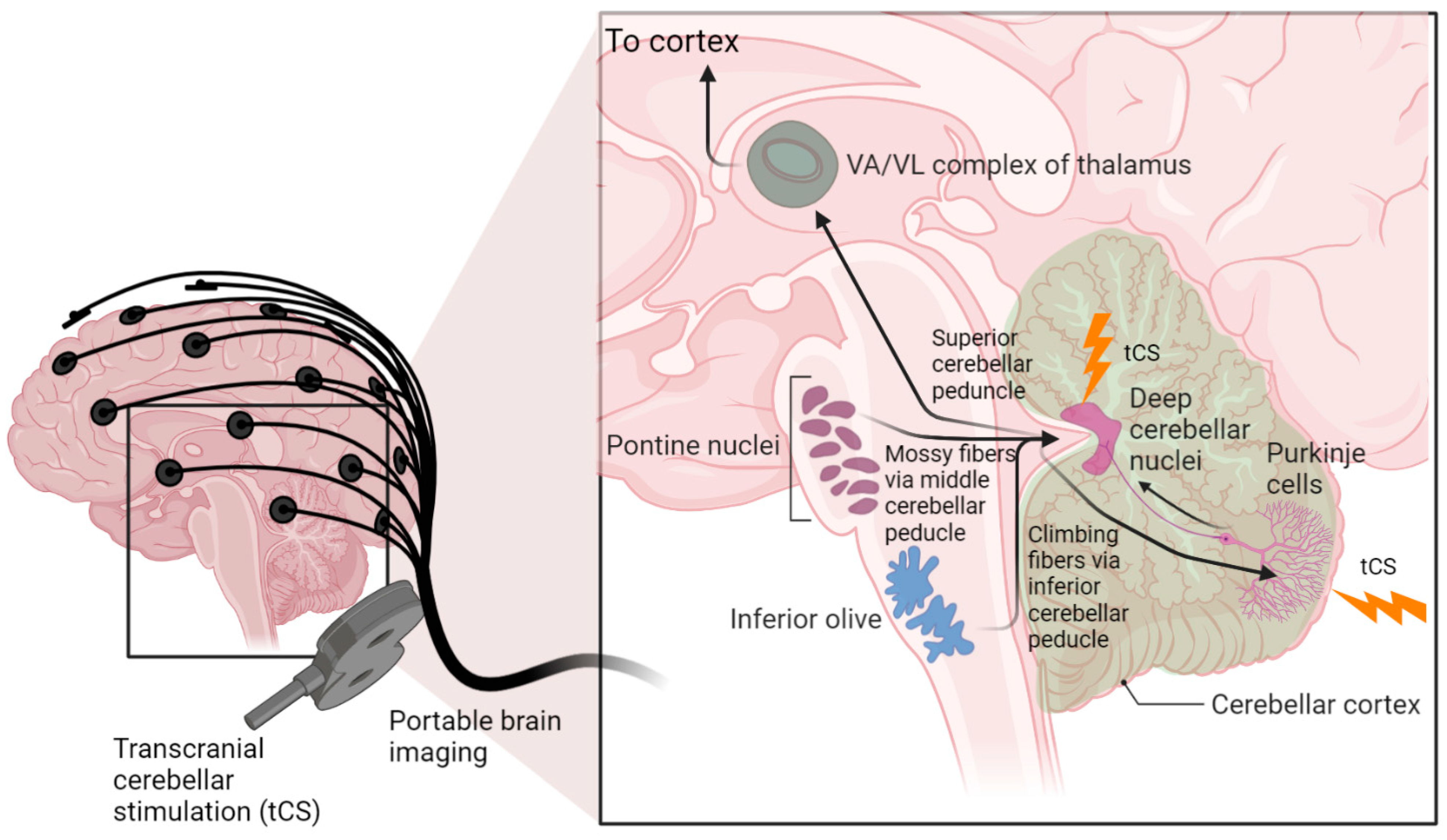 Brainsci 12 00445 g001 Brainsci 12 00445 g001