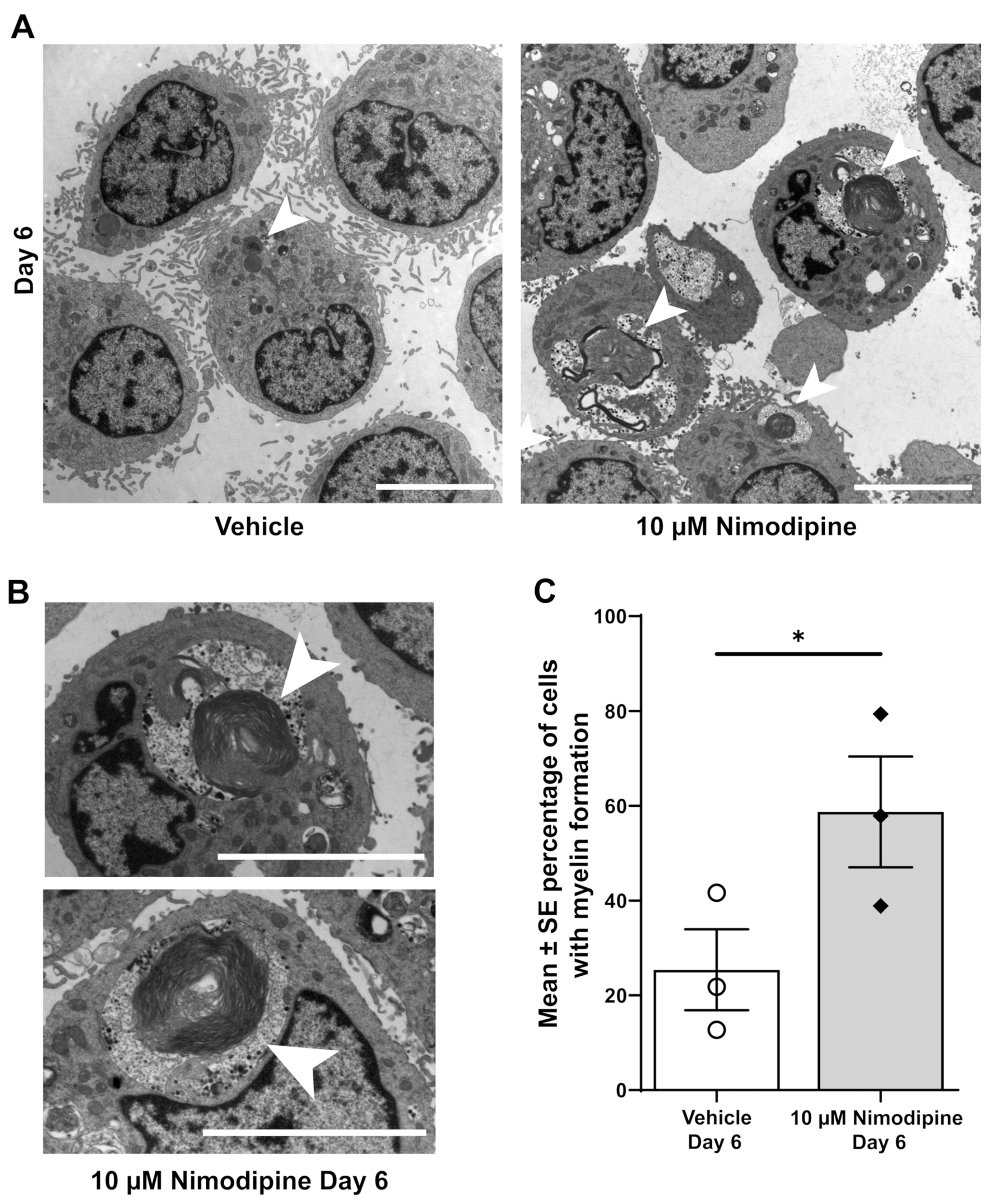 Brainsci 12 00476 g002