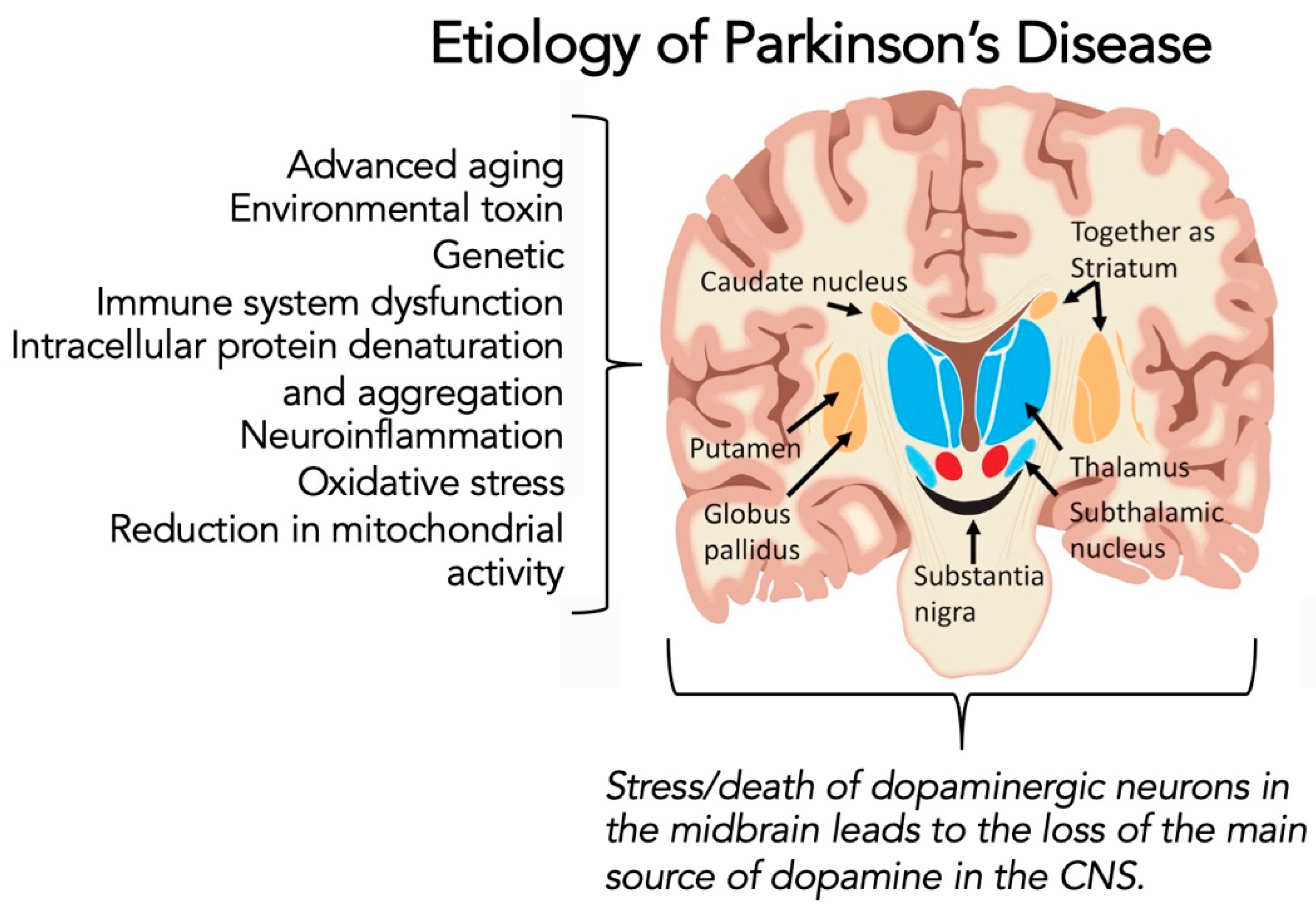 Brainsci 12 00536 g001