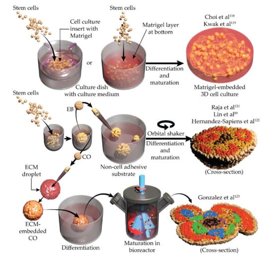 Brainsci 12 00552 g002 550