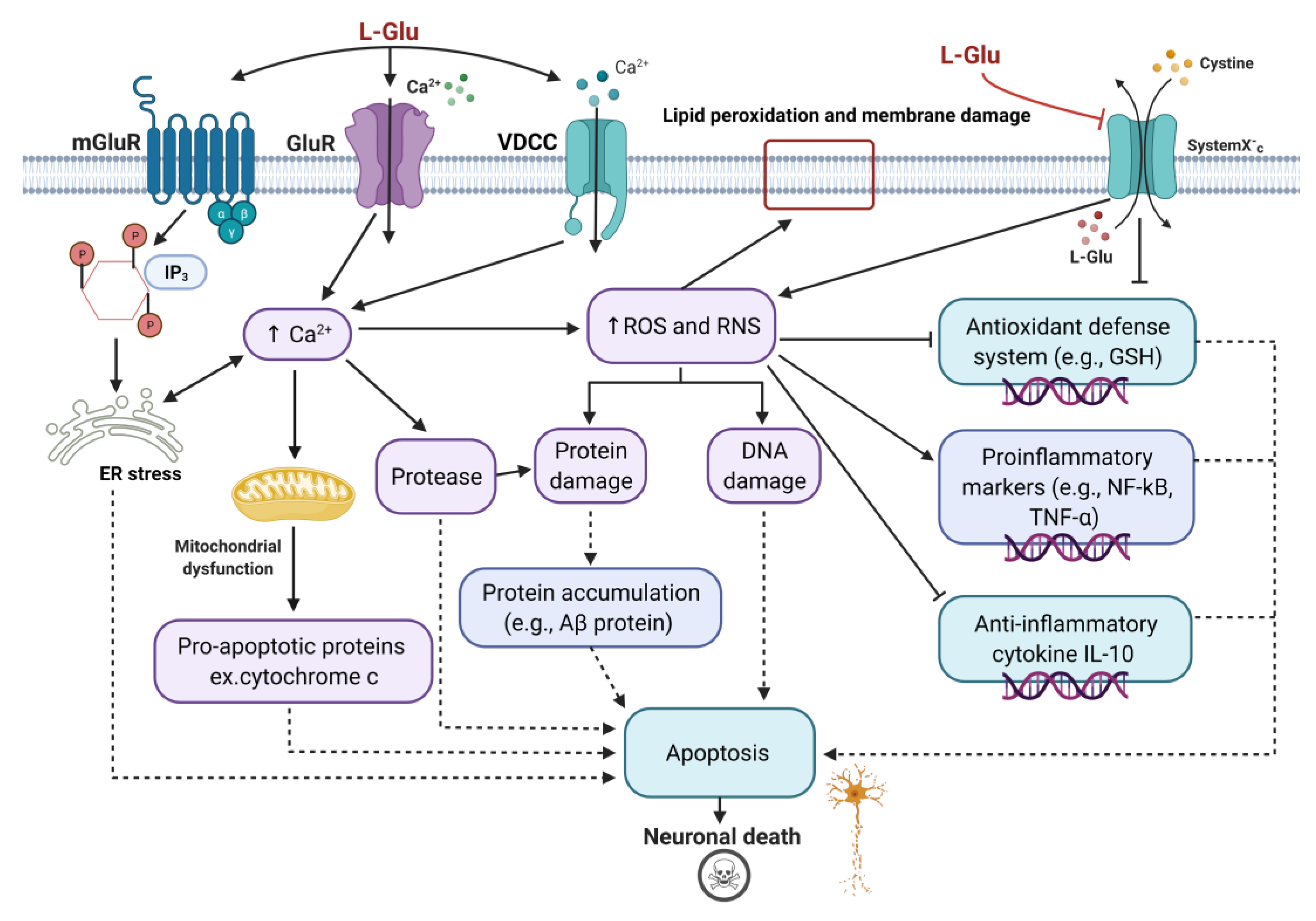 Brainsci 12 00577 g002