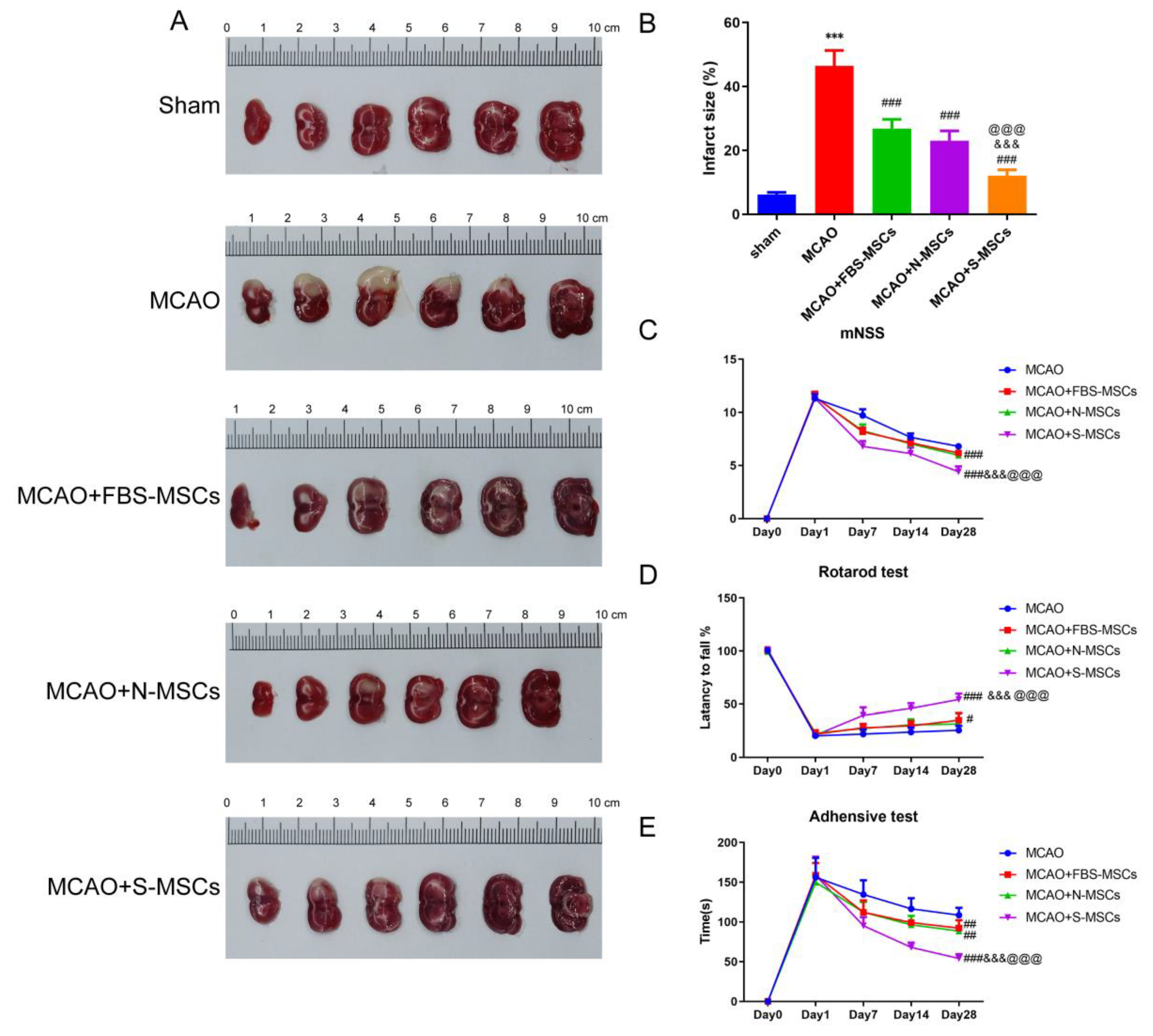 Brainsci 12 00631 g005