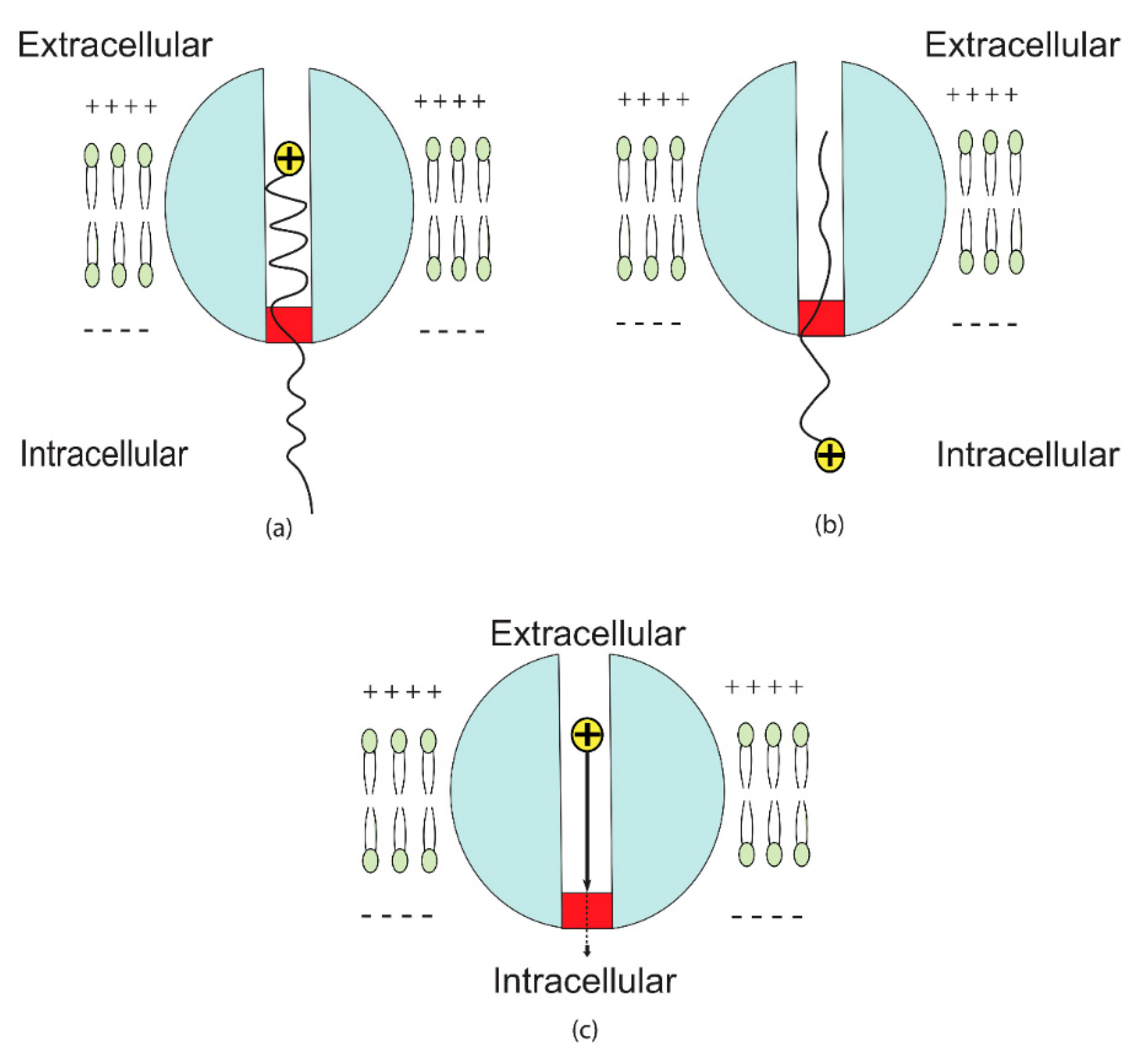 Brainsci 12 00658 g004