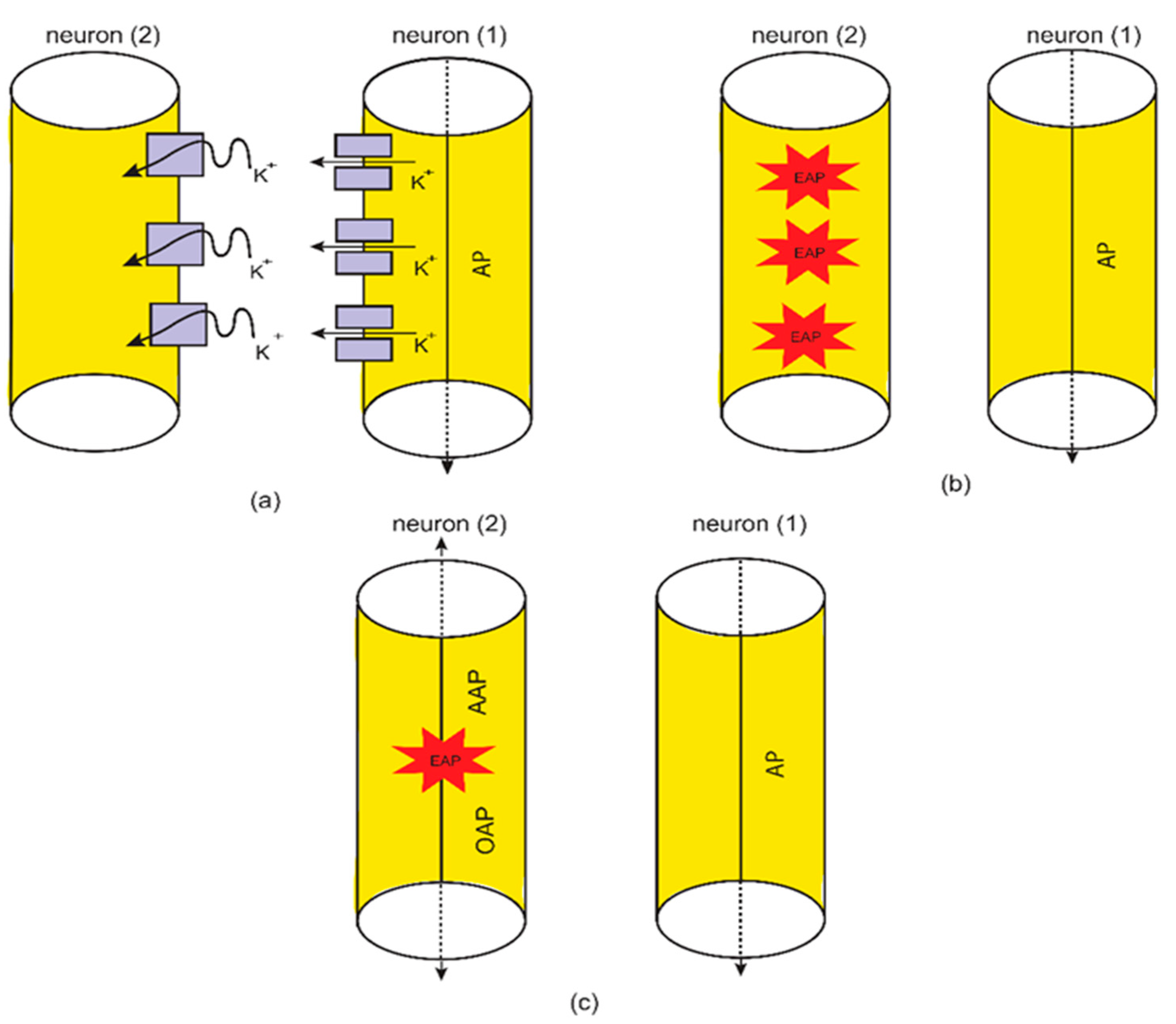 Brainsci 12 00658 g005