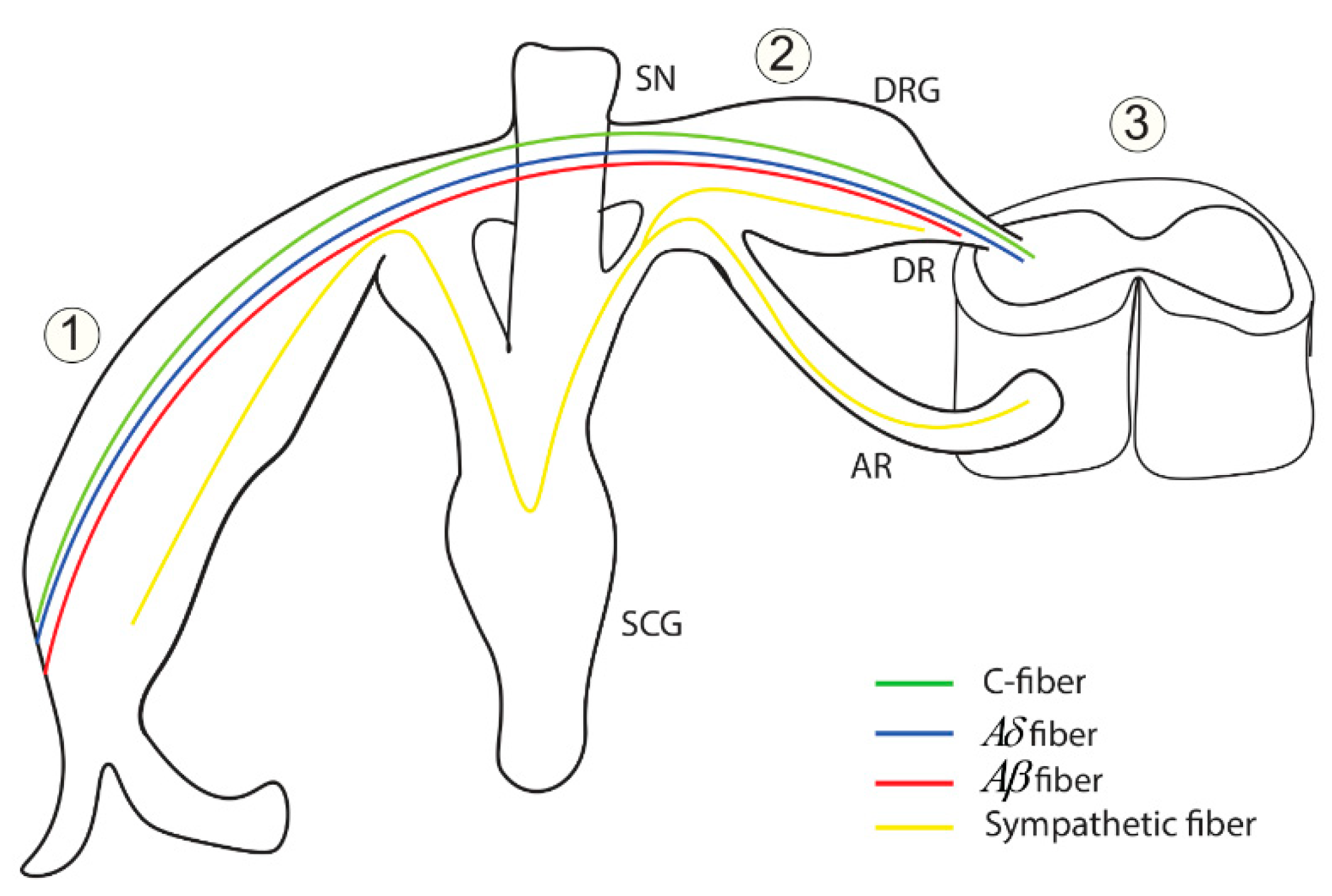 Brainsci 12 00658 g016