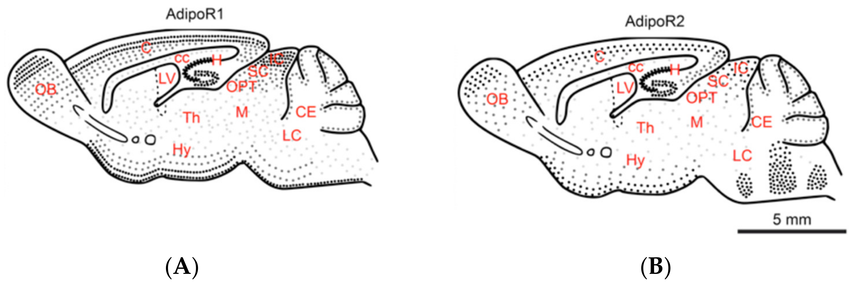 Brainsci 12 00680 g001 Brainsci 12 00680 g001