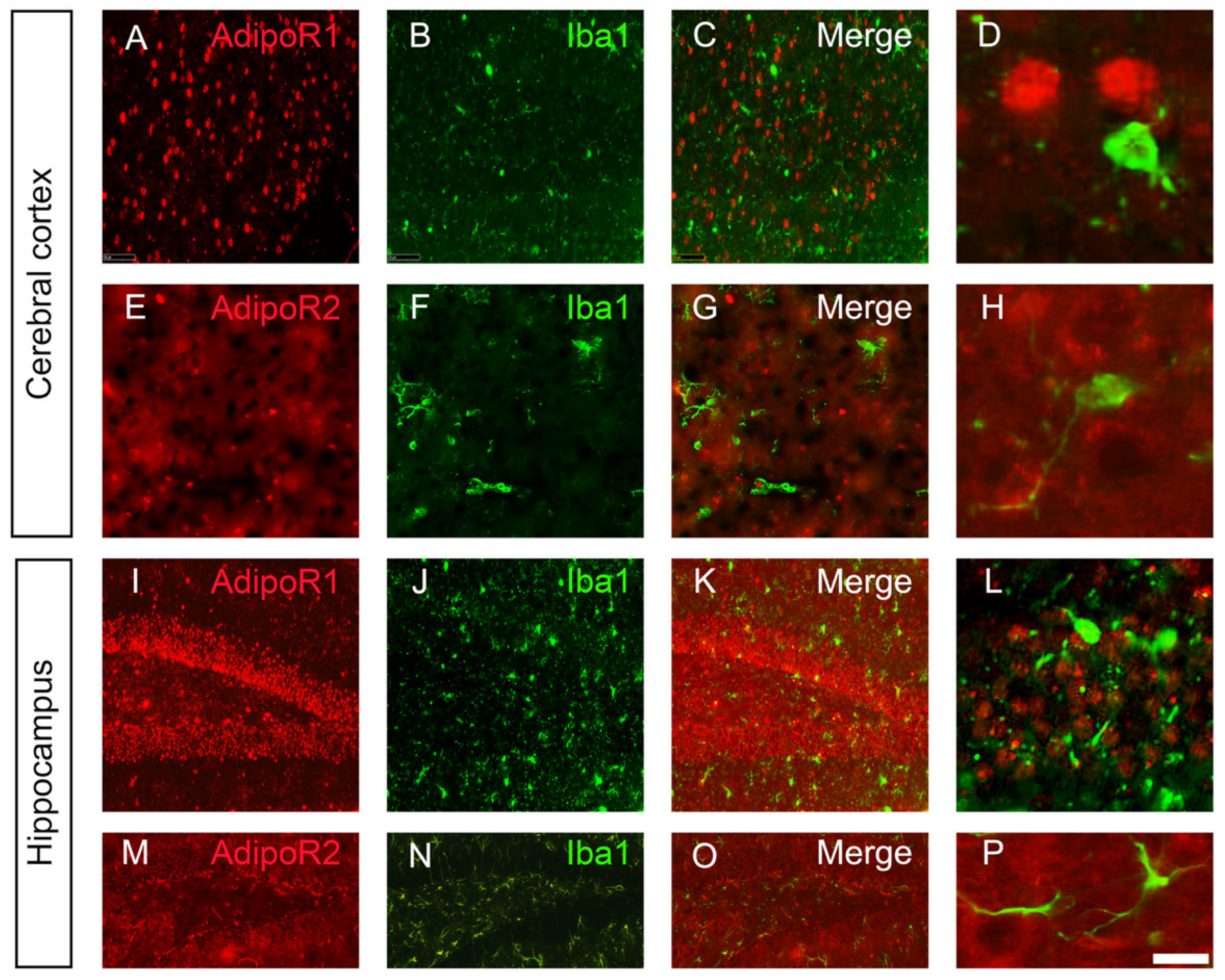 Brainsci 12 00680 g003 Brainsci 12 00680 g003