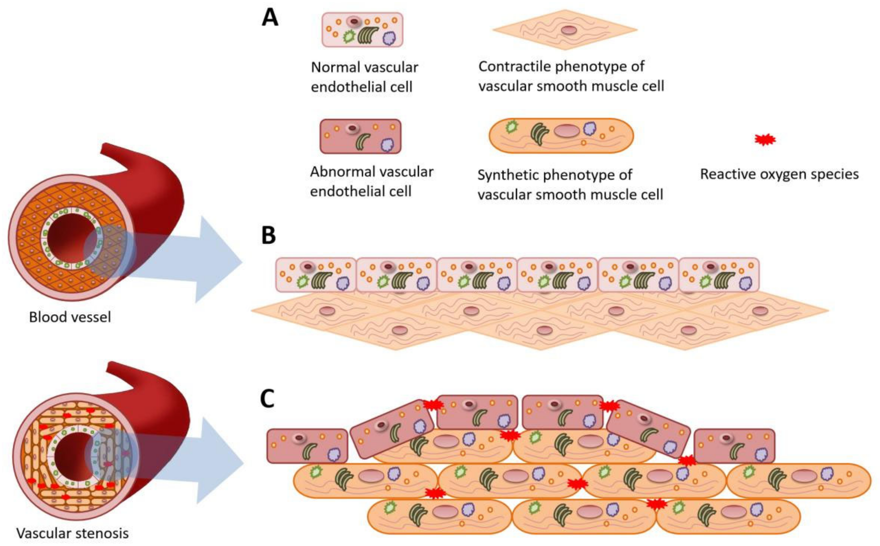 Brainsci 12 00692 g003