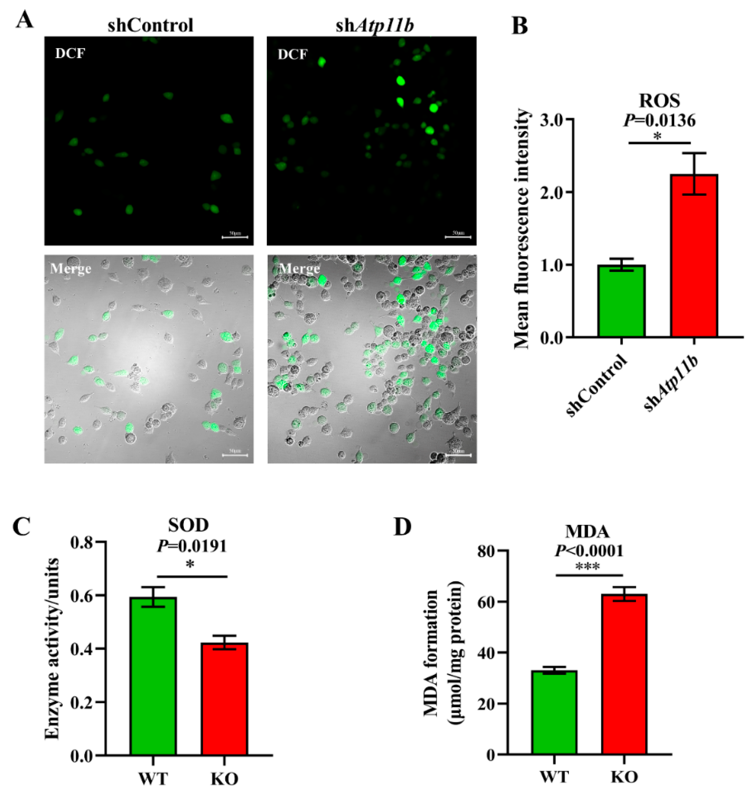 Brainsci 12 00709 g003