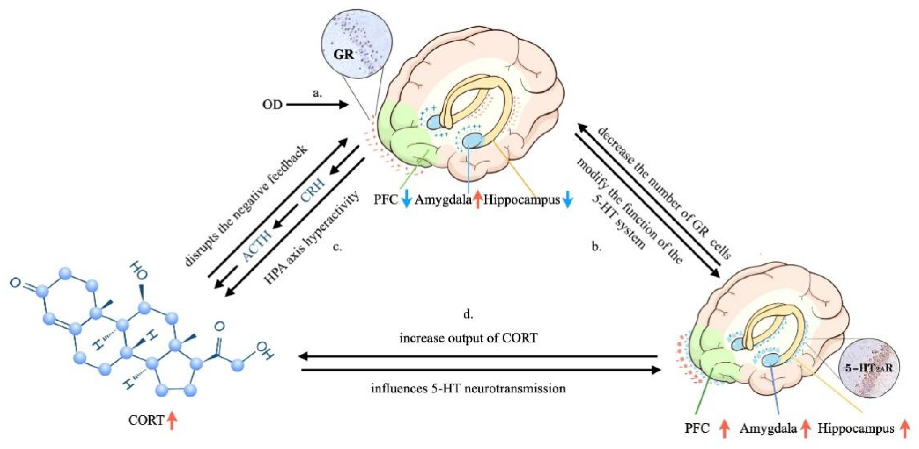 Brainsci 12 00747 g006