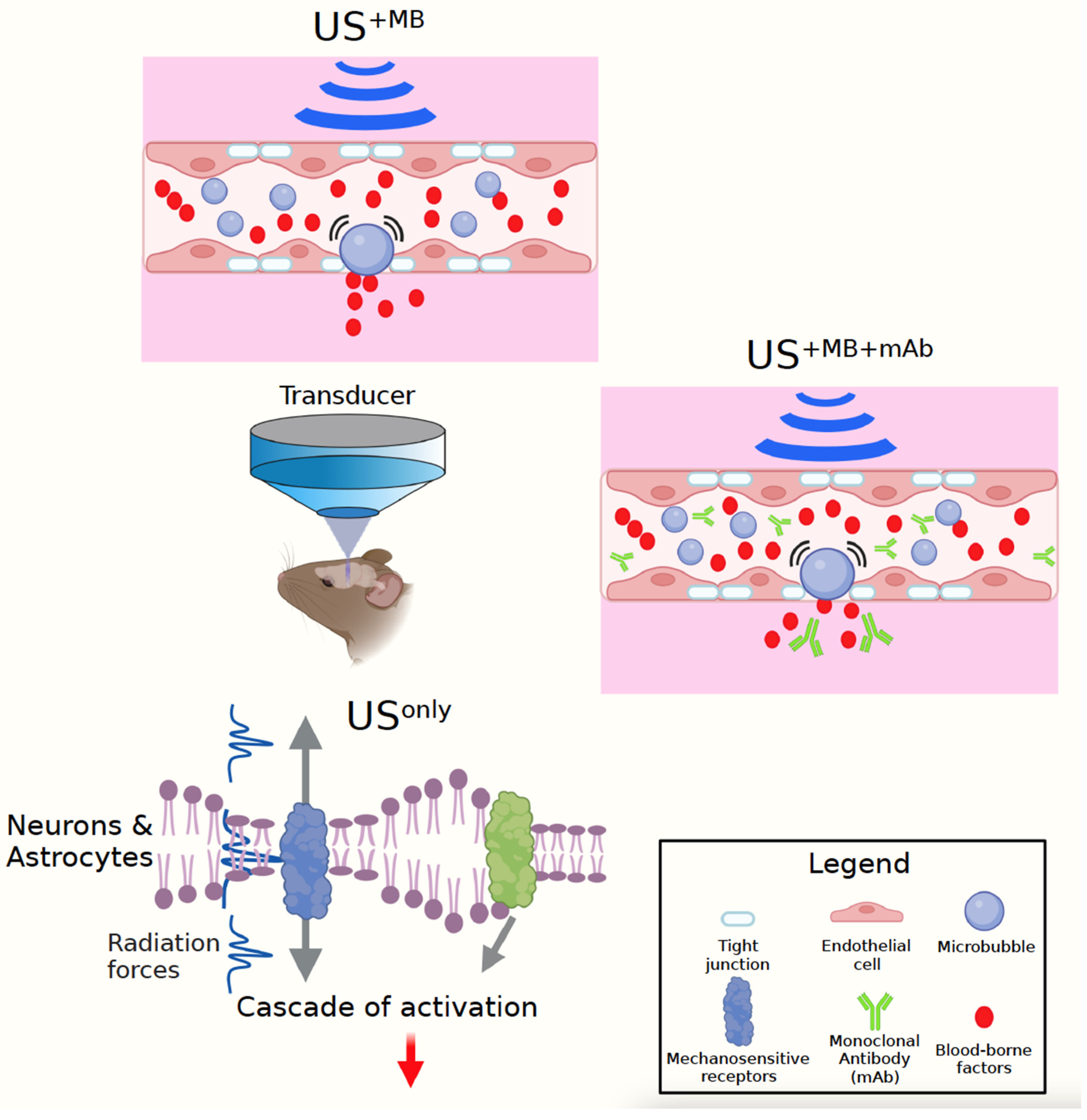 Brainsci 12 00775 g001
