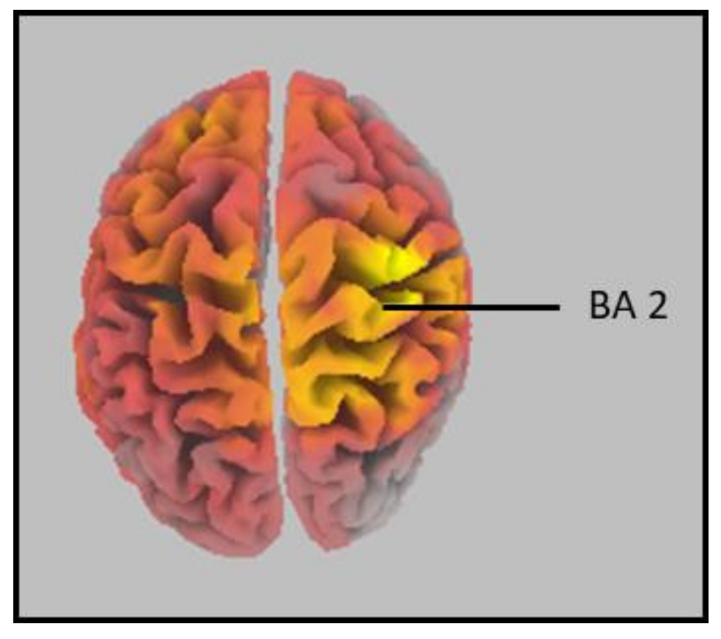 Brainsci 12 00809 g002