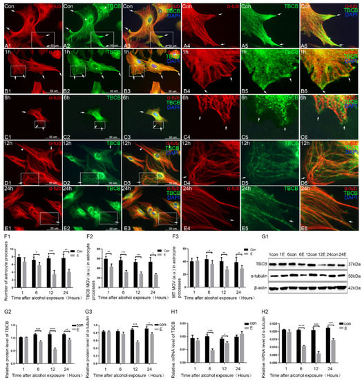Brainsci 12 00813 g001
