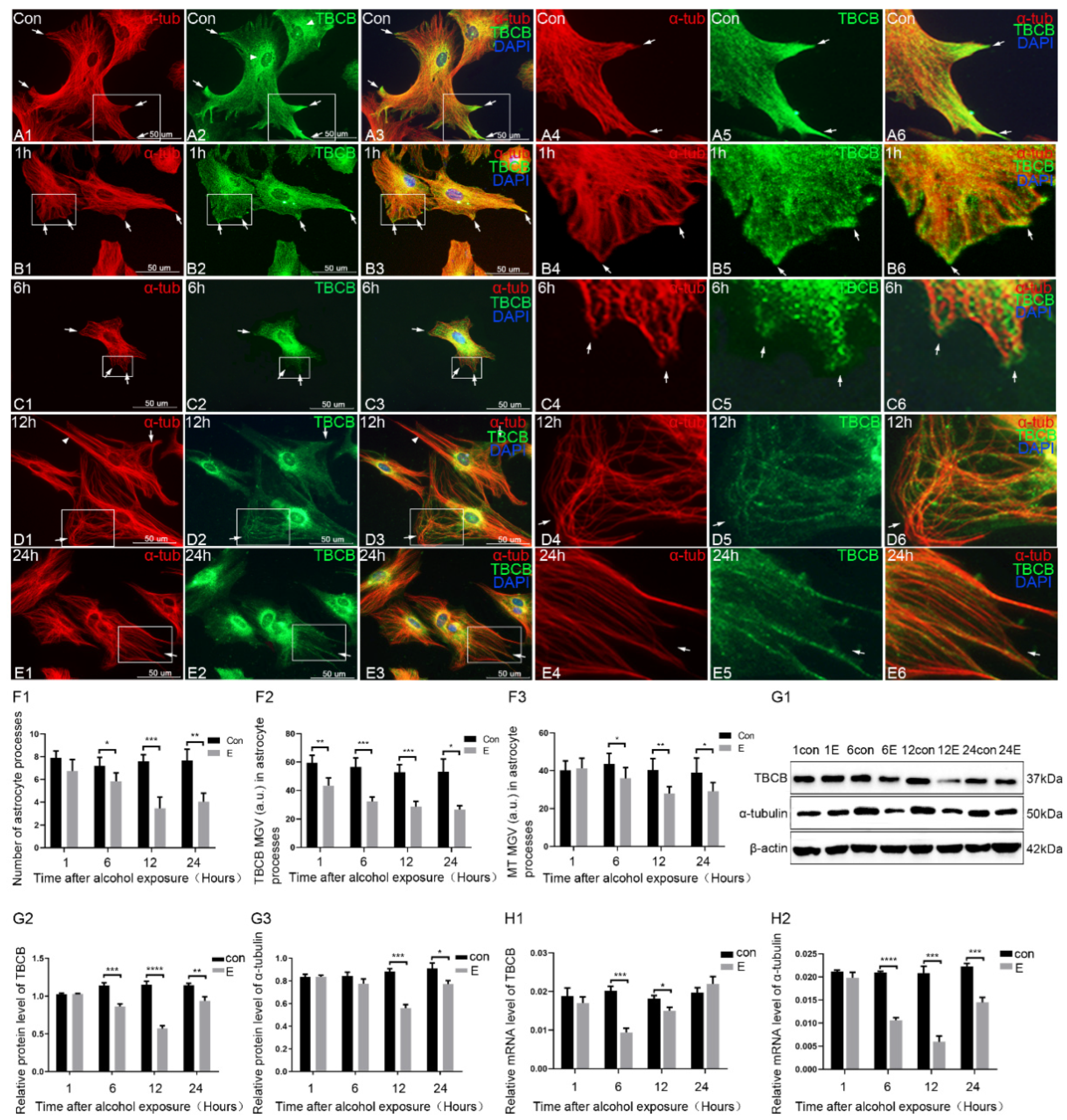 Brainsci 12 00813 g001
