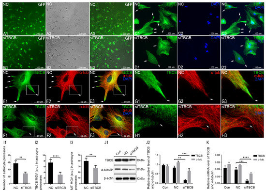 Brainsci 12 00813 g002