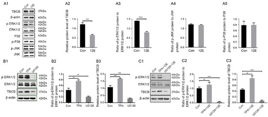 Brainsci 12 00813 g003