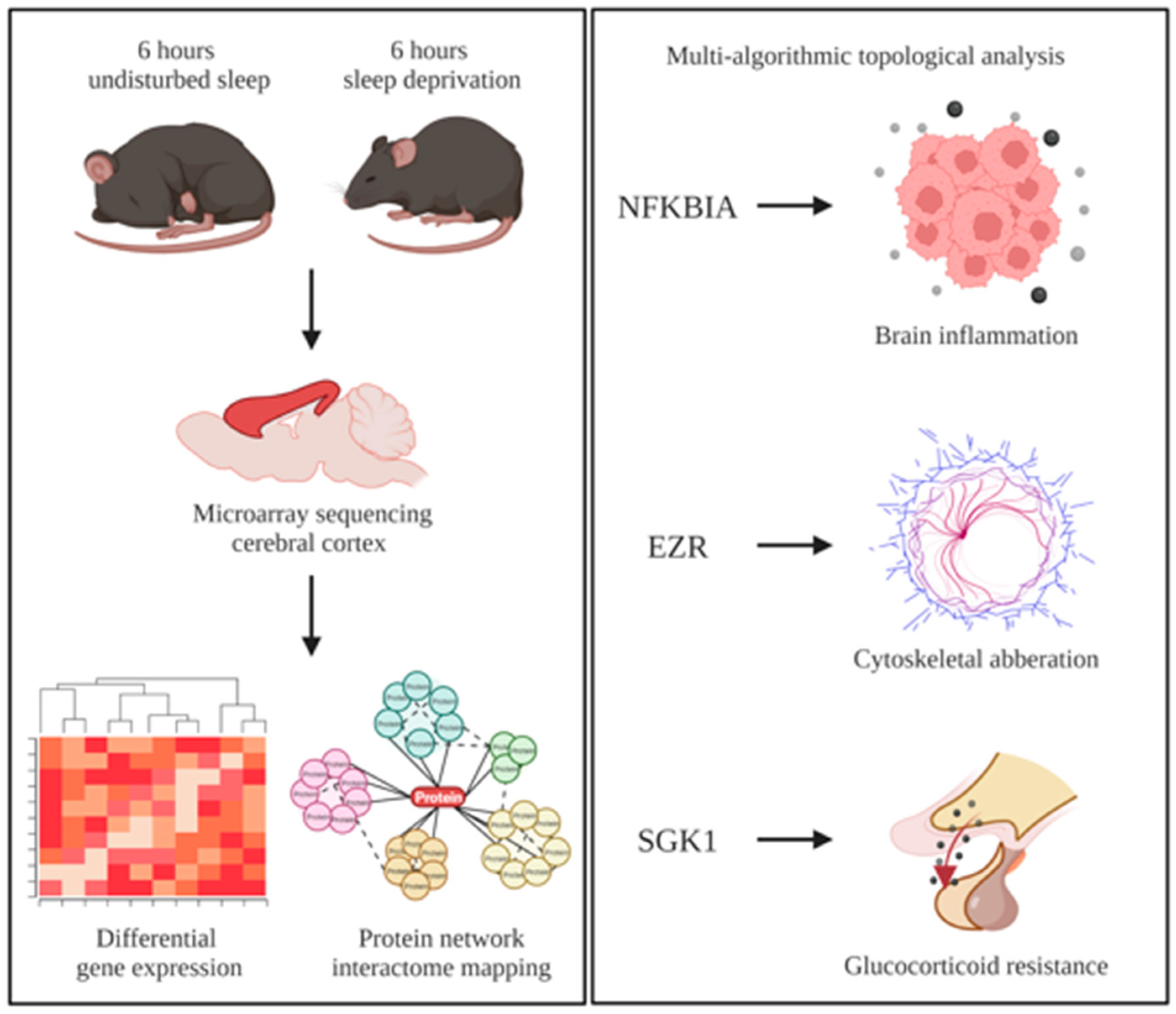 Brainsci 12 00825 g002