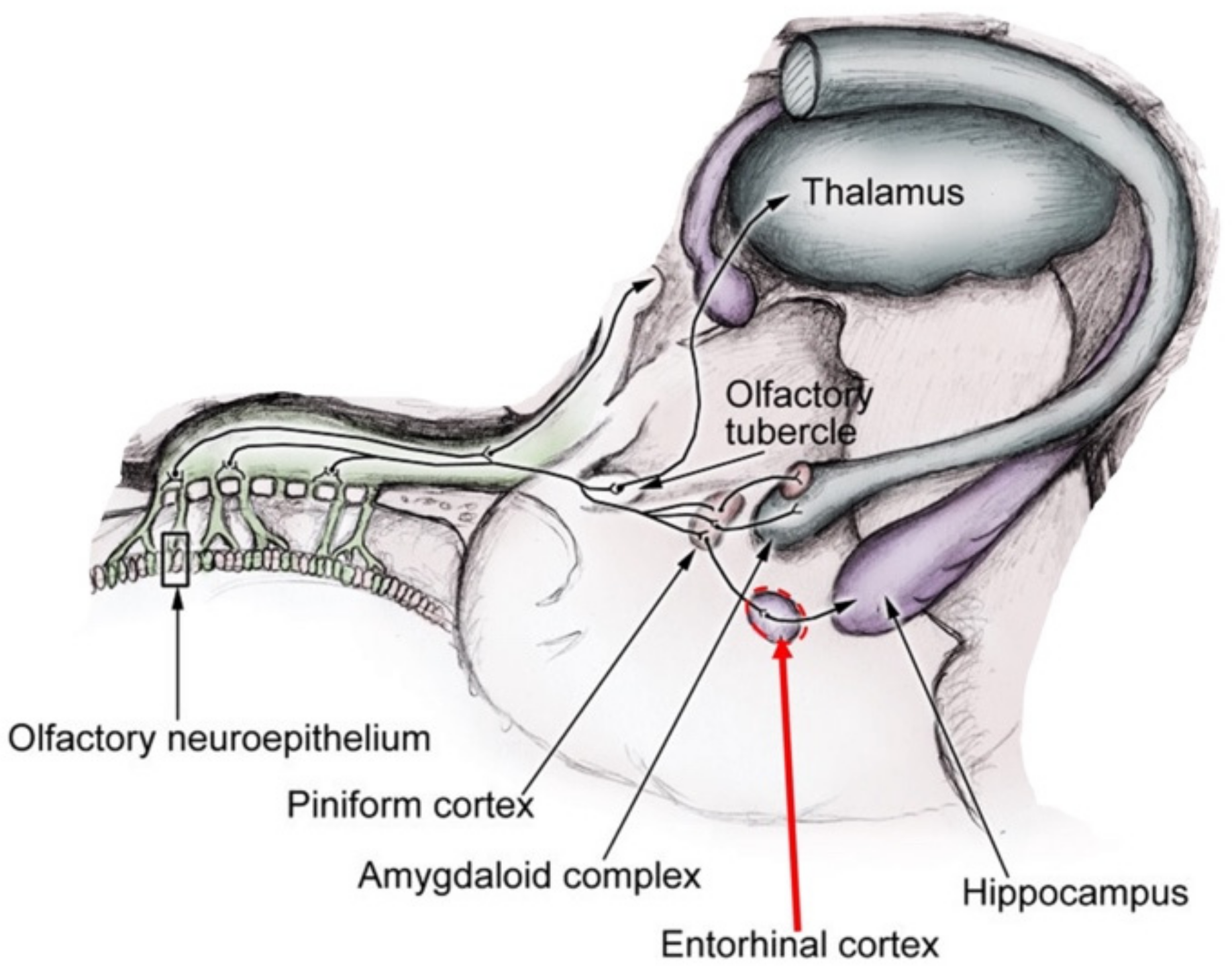 Brainsci 12 00850 g001 Brainsci 12 00850 g001