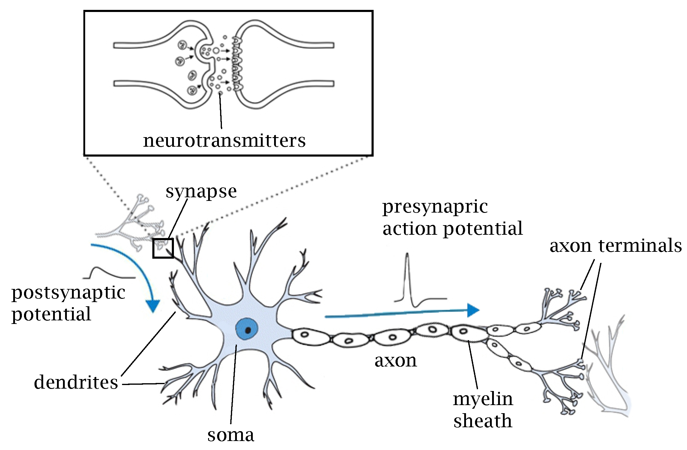 Brainsci 12 00863 g001