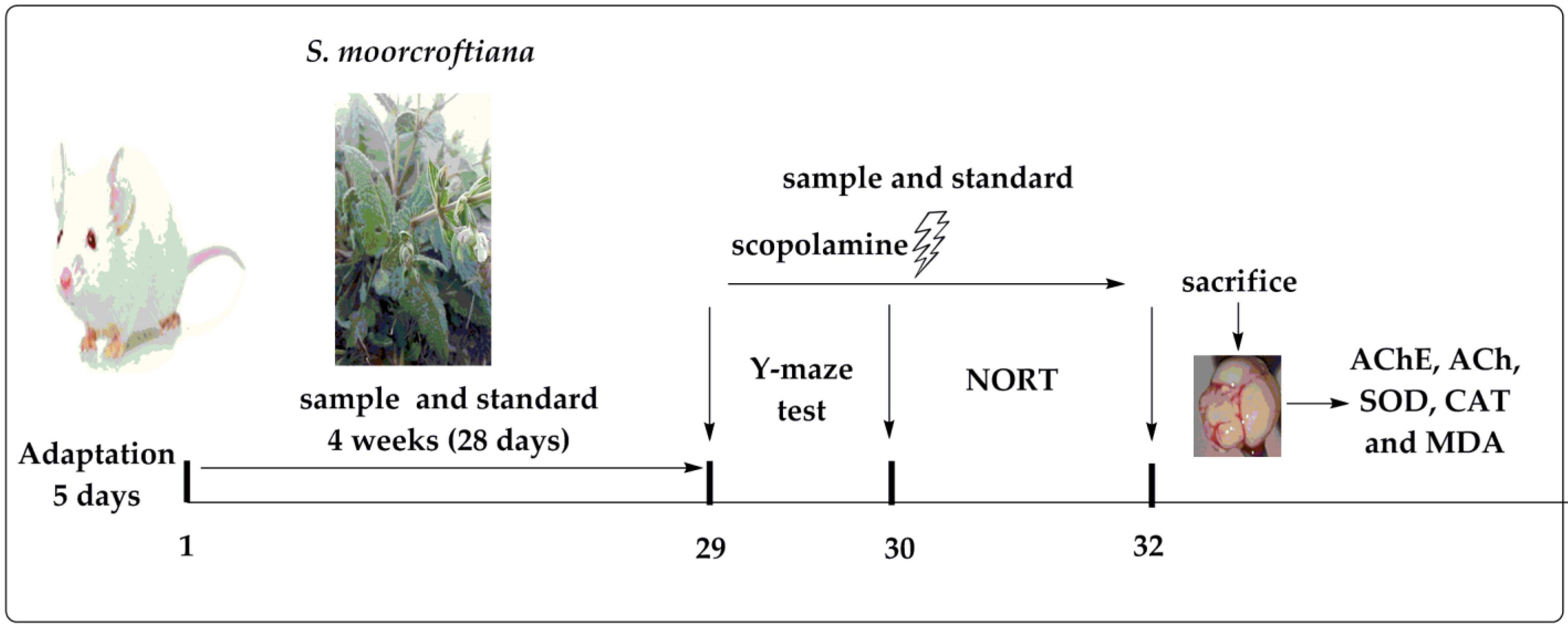Brainsci 12 00894 g001 Brainsci 12 00894 g001