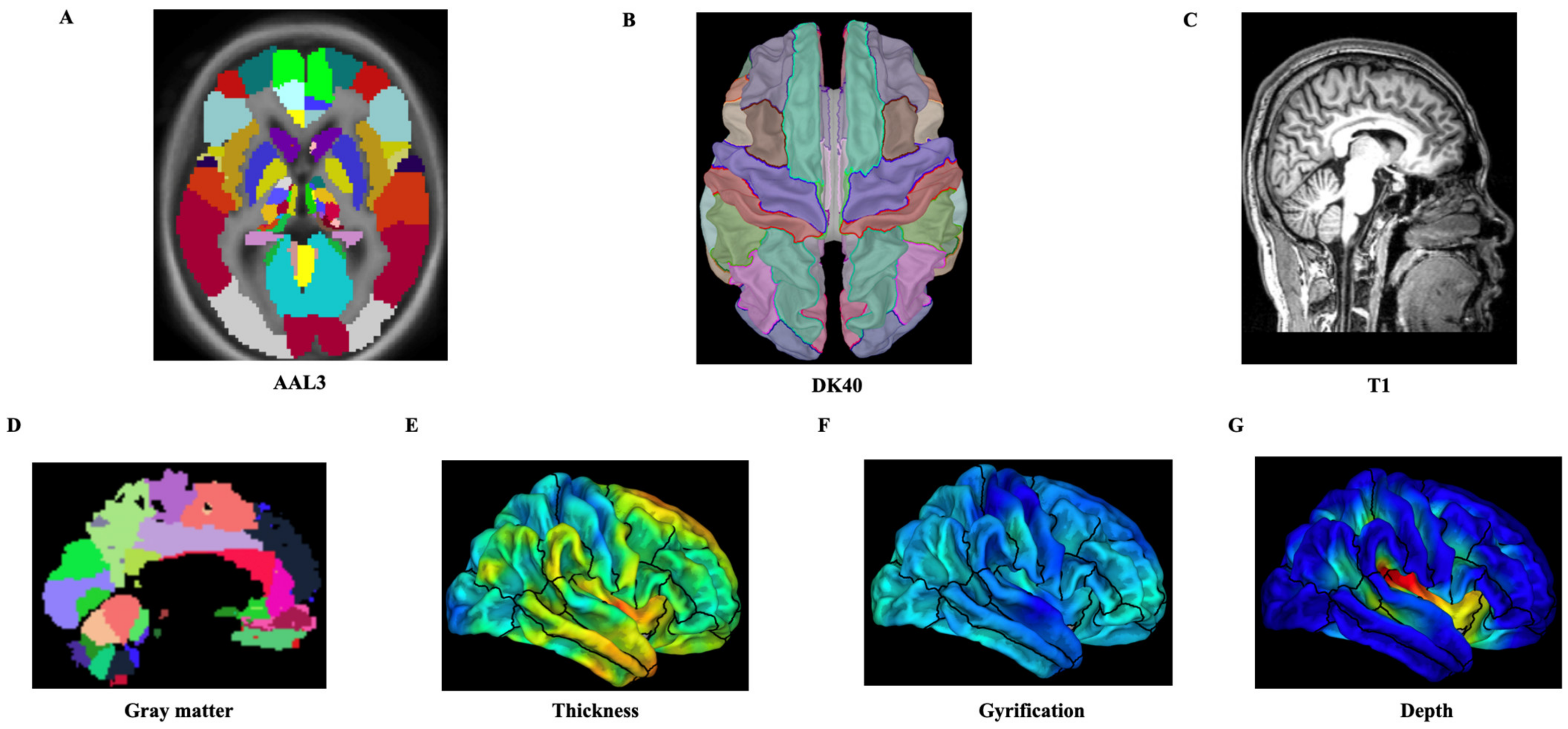 Brainsci 12 00921 g001