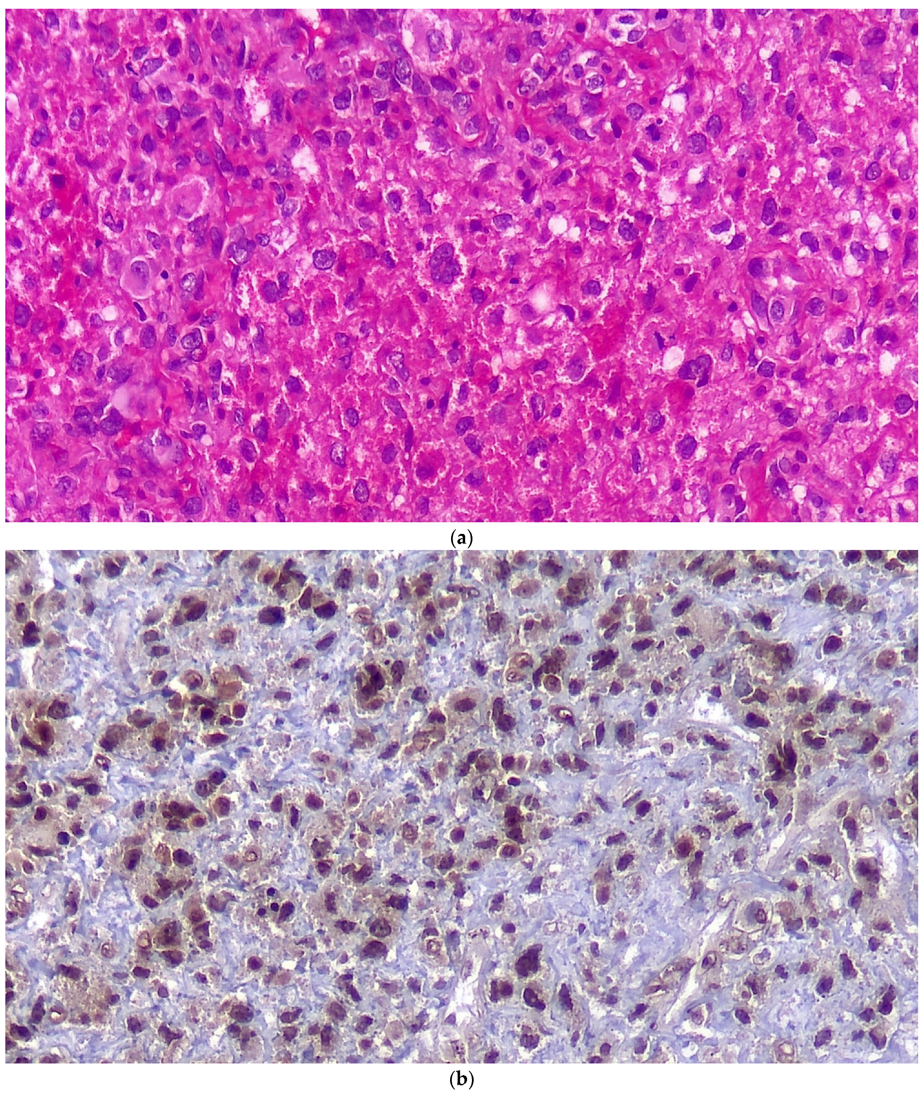 Brainsci 12 00958 g003a Brainsci 12 00958 g003a