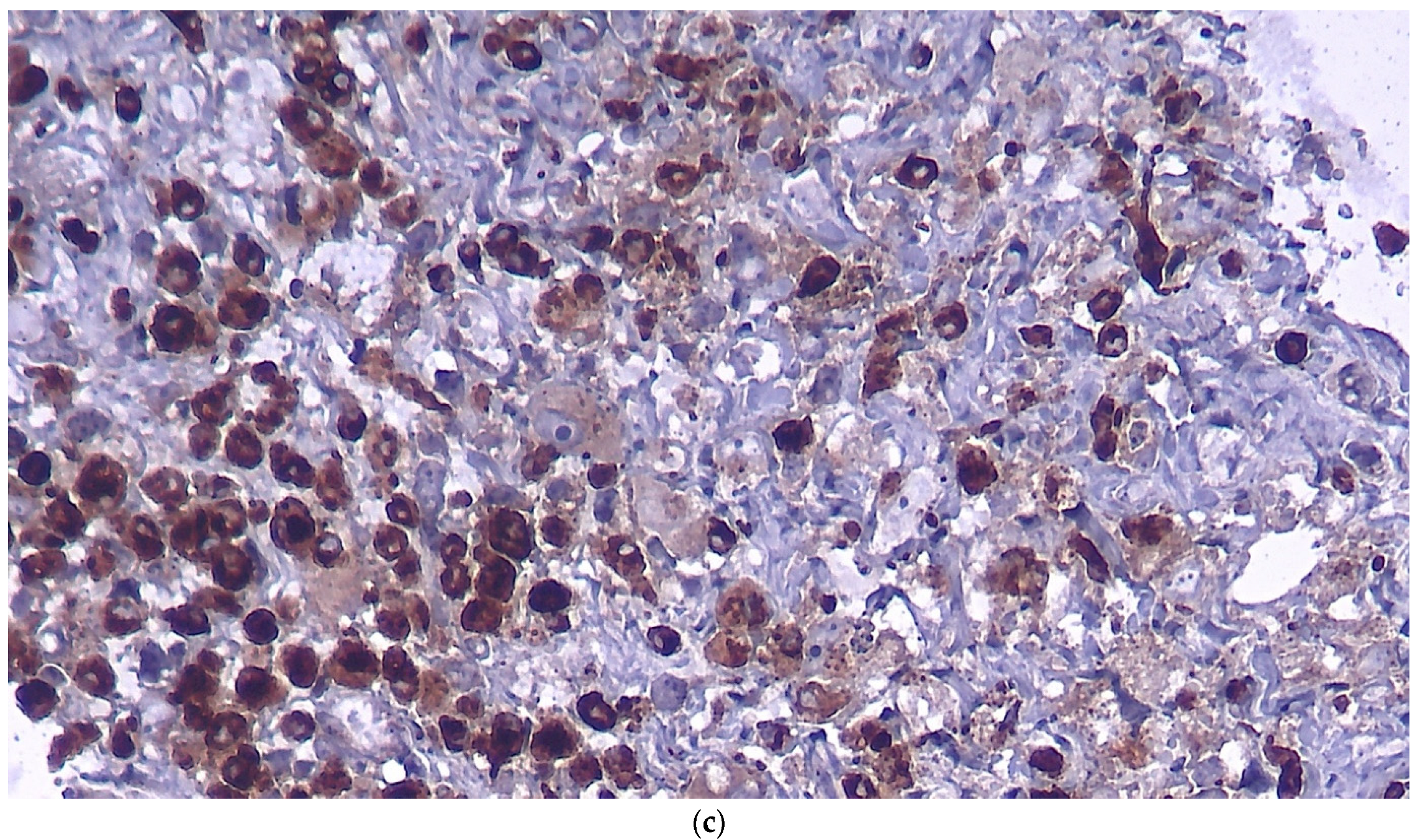 Brainsci 12 00958 g003b Brainsci 12 00958 g003b