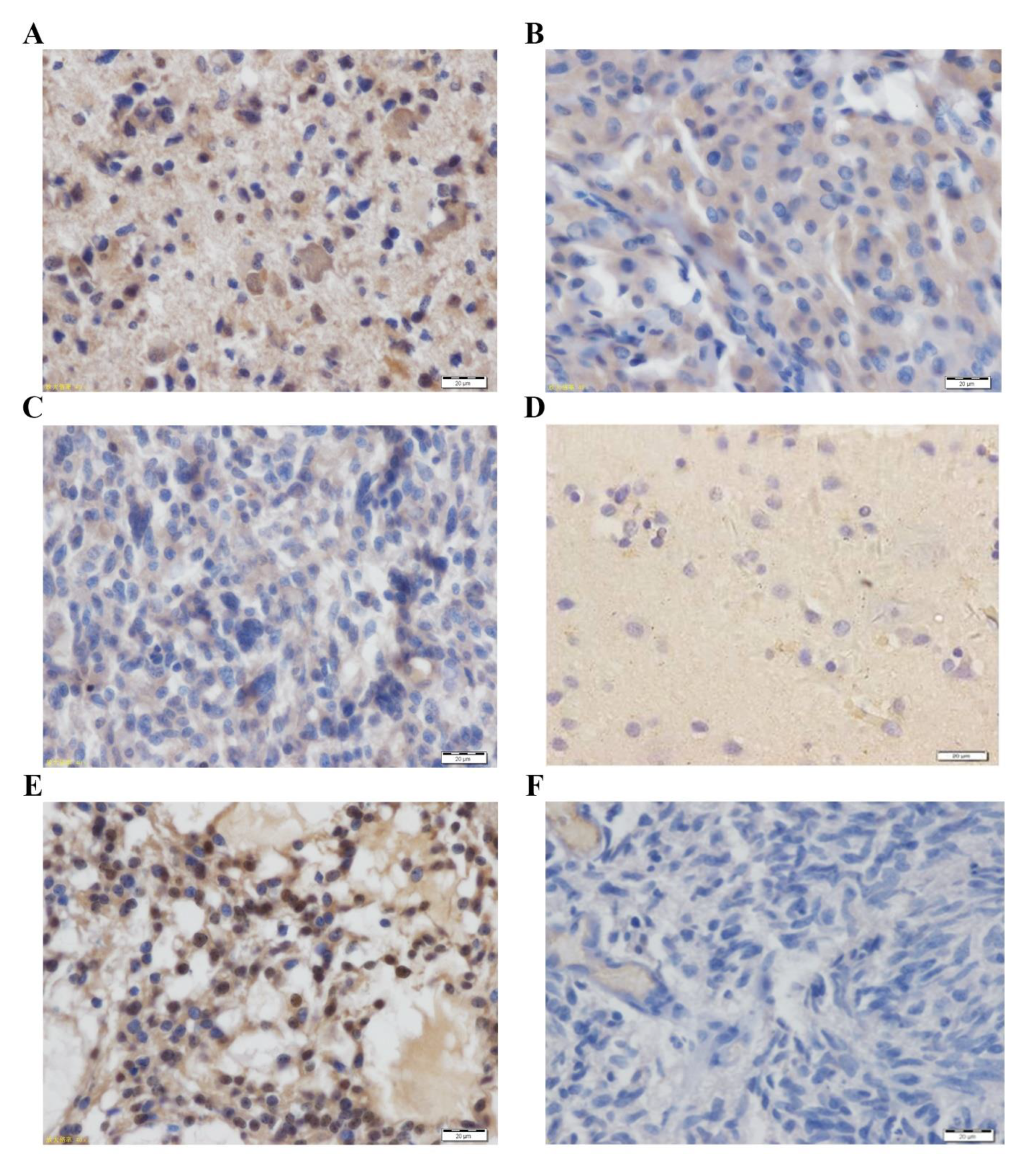 Brainsci 12 00986 g003