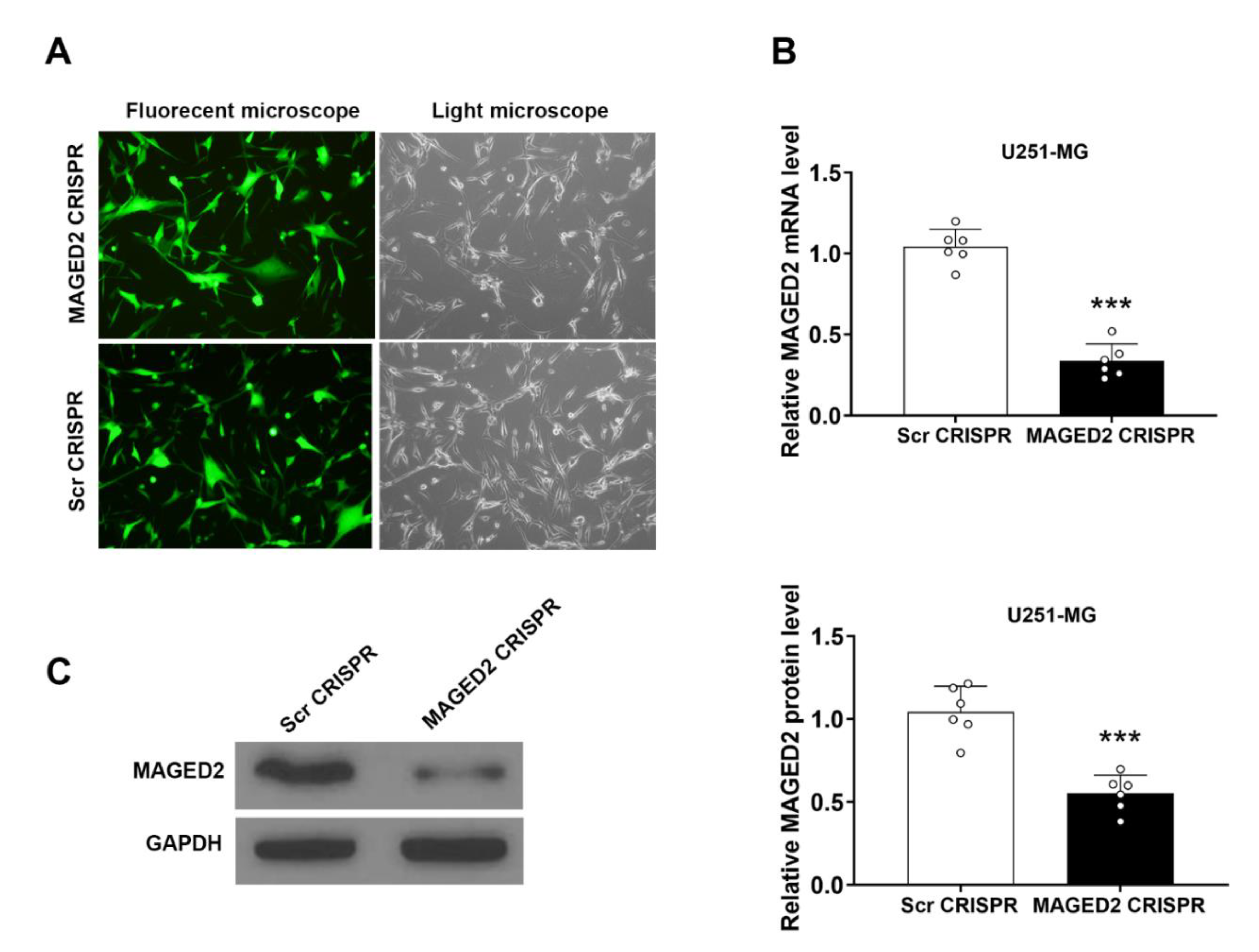 Brainsci 12 00986 g005