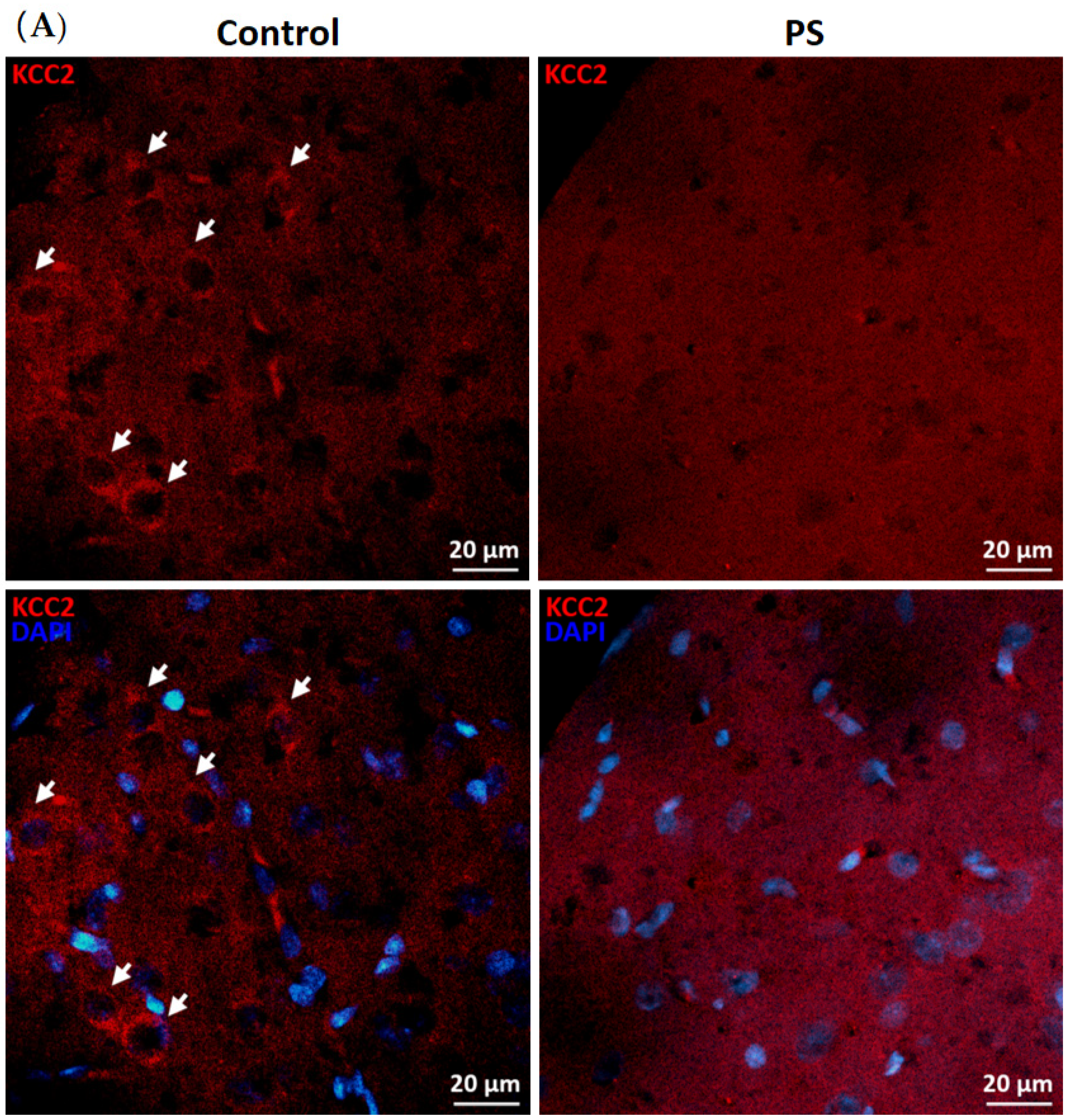 Brainsci 12 01015 g002a