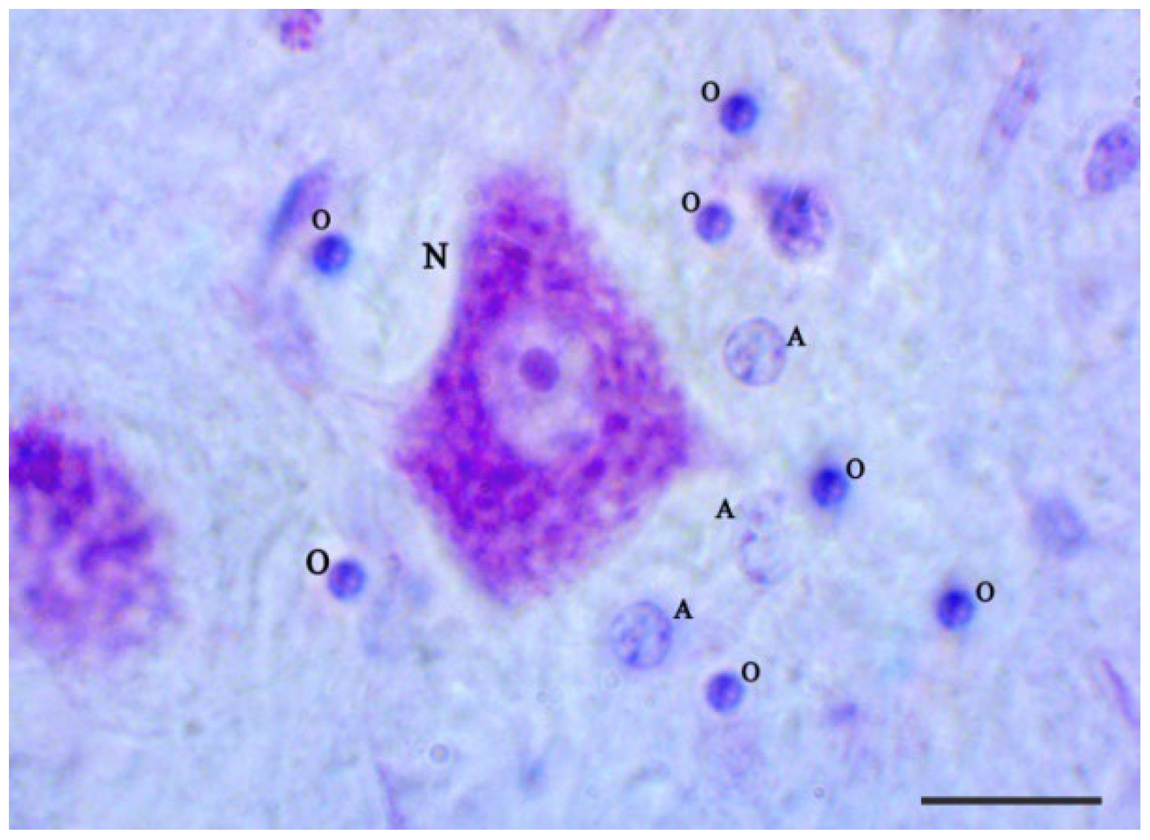 Brainsci 12 01035 g001 Brainsci 12 01035 g001