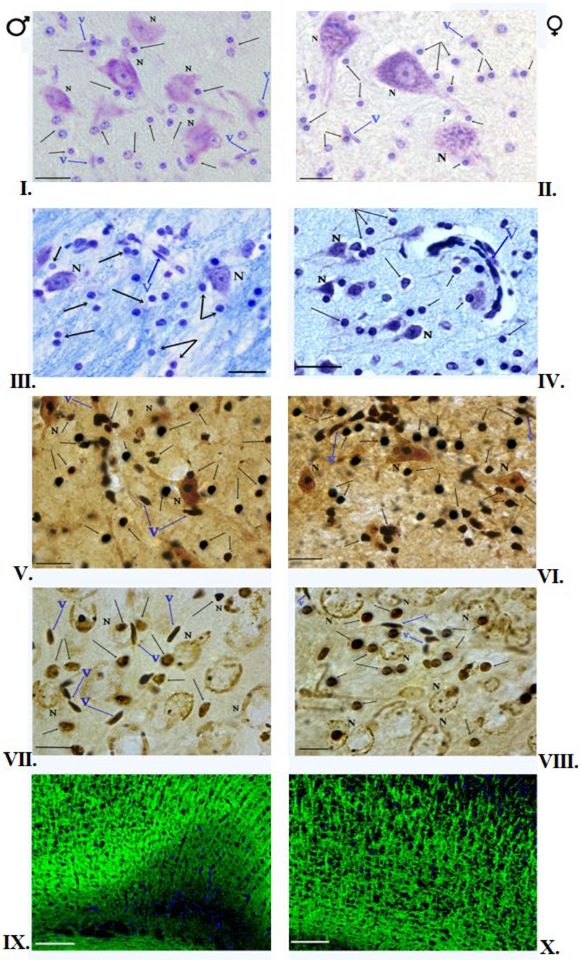 Brainsci 12 01035 g002 Brainsci 12 01035 g002