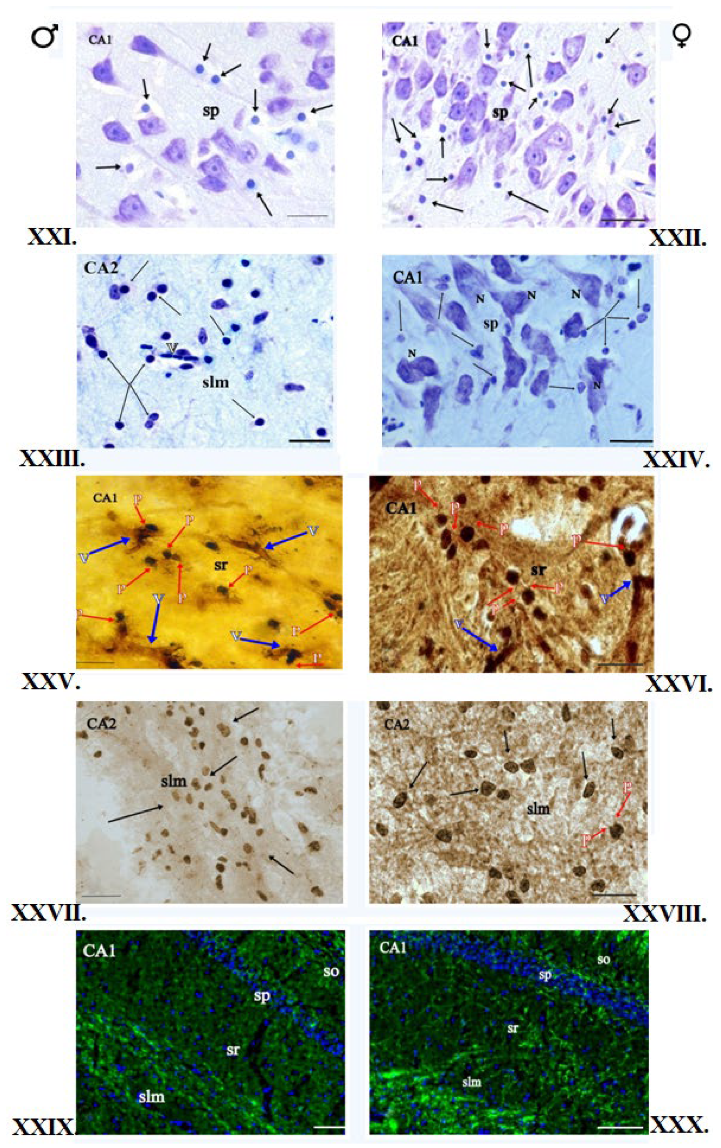 Brainsci 12 01035 g004 Brainsci 12 01035 g004