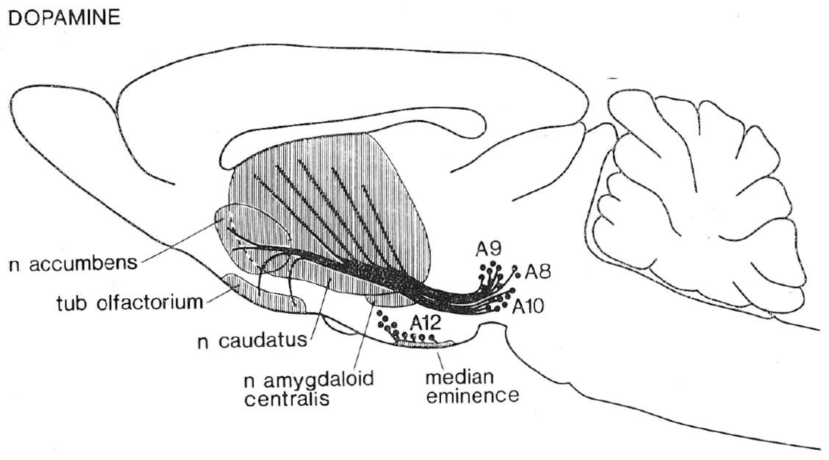 Brainsci 12 01052 g001