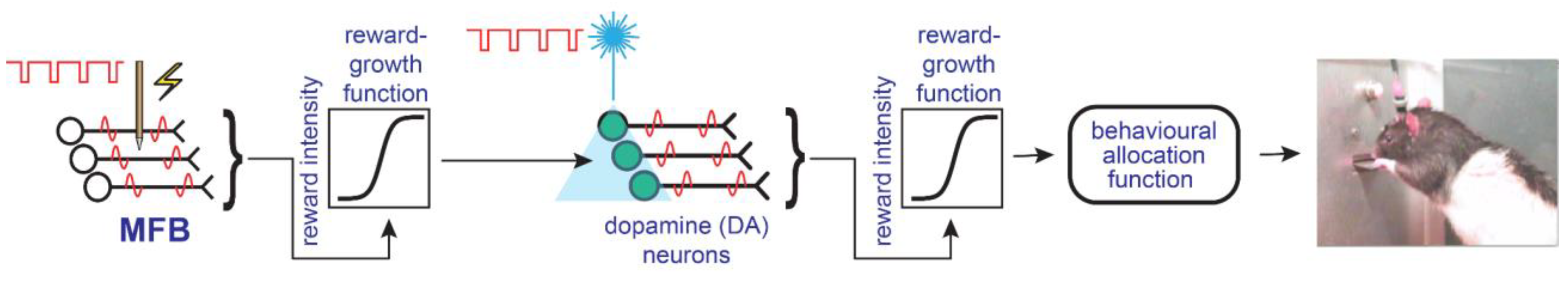 Brainsci 12 01052 g002