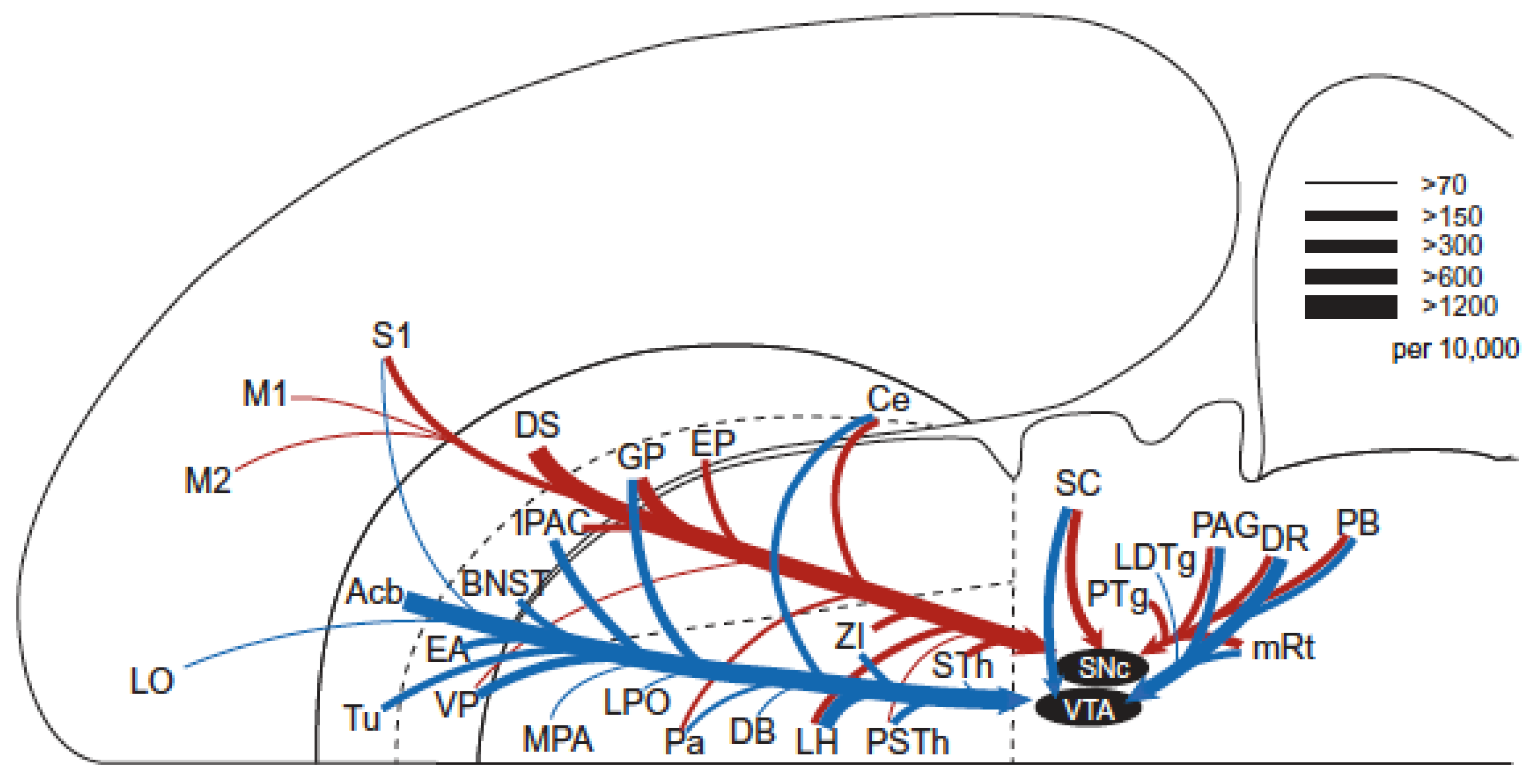 Brainsci 12 01052 g003
