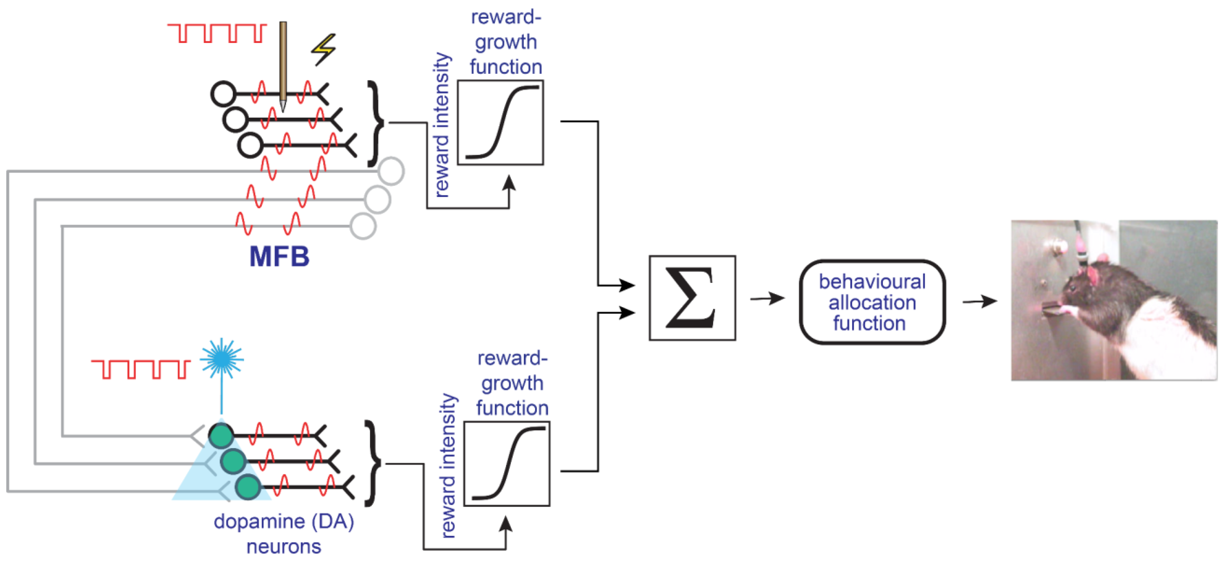 Brainsci 12 01052 g004