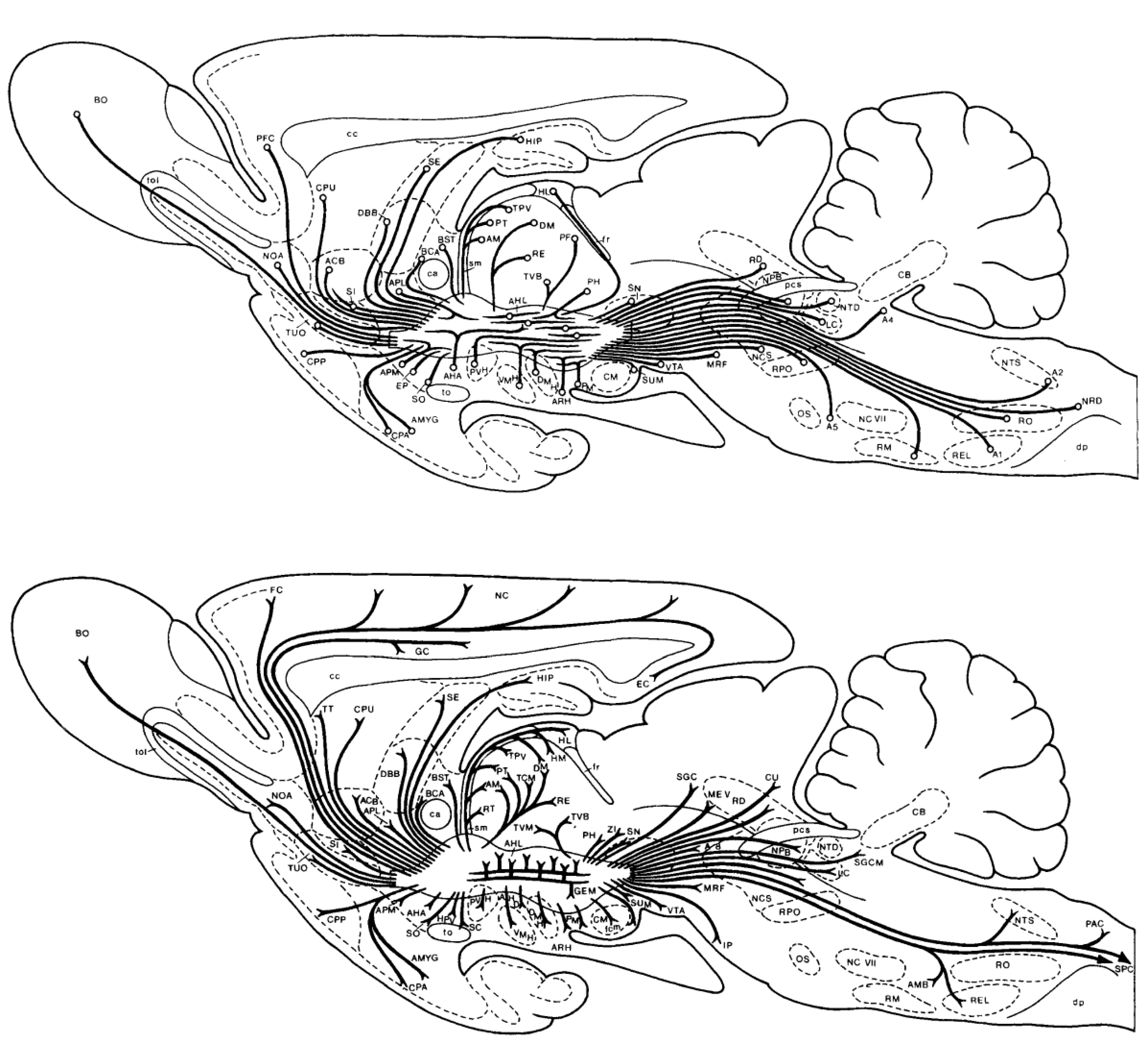Brainsci 12 01052 g005