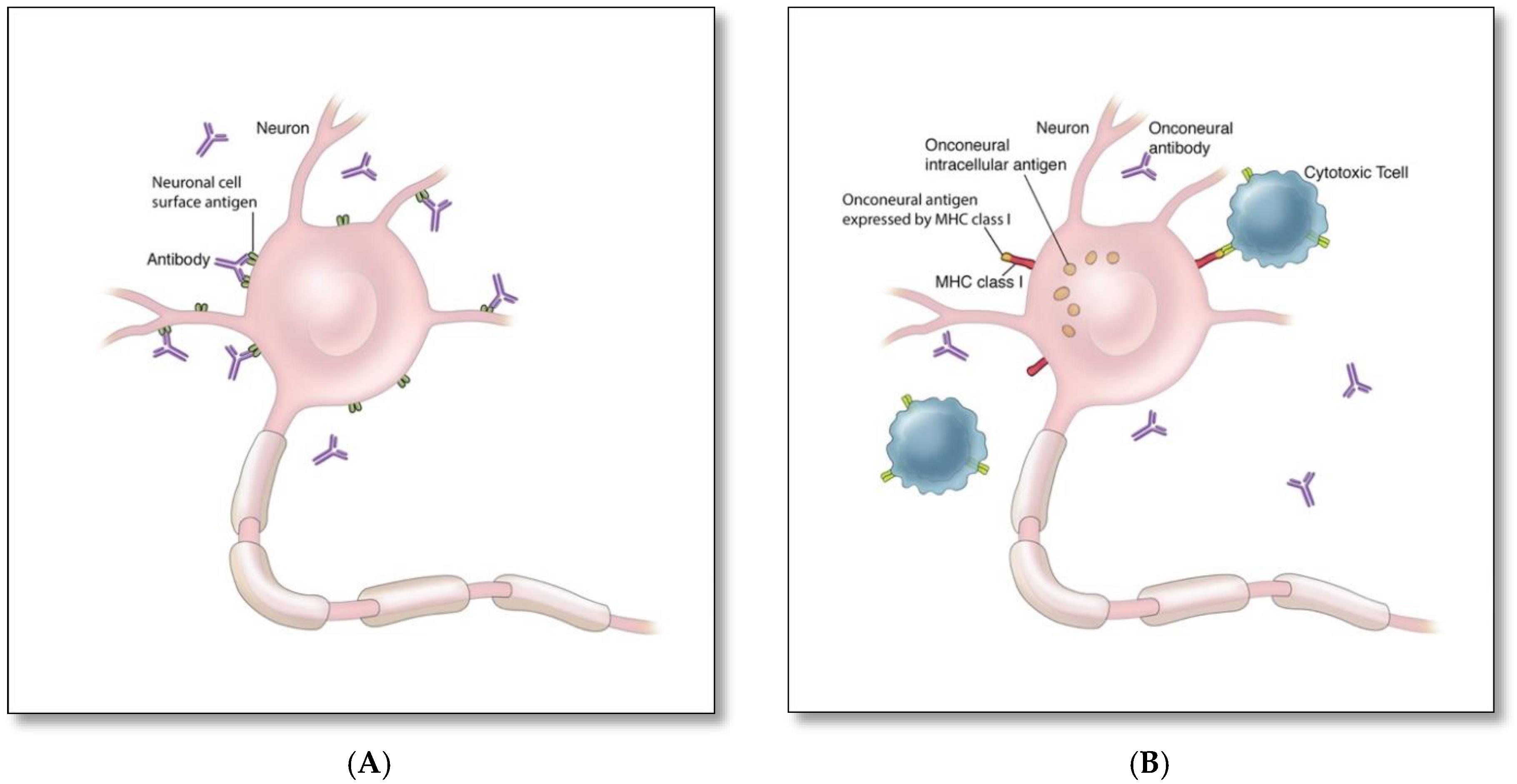 Brainsci 12 01130 g001