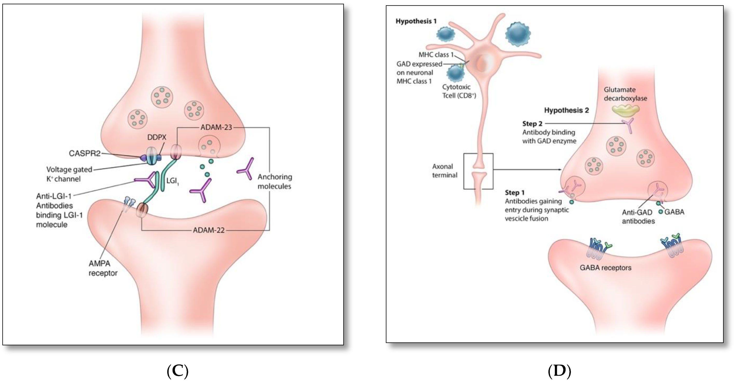 Brainsci 12 01130 g002b
