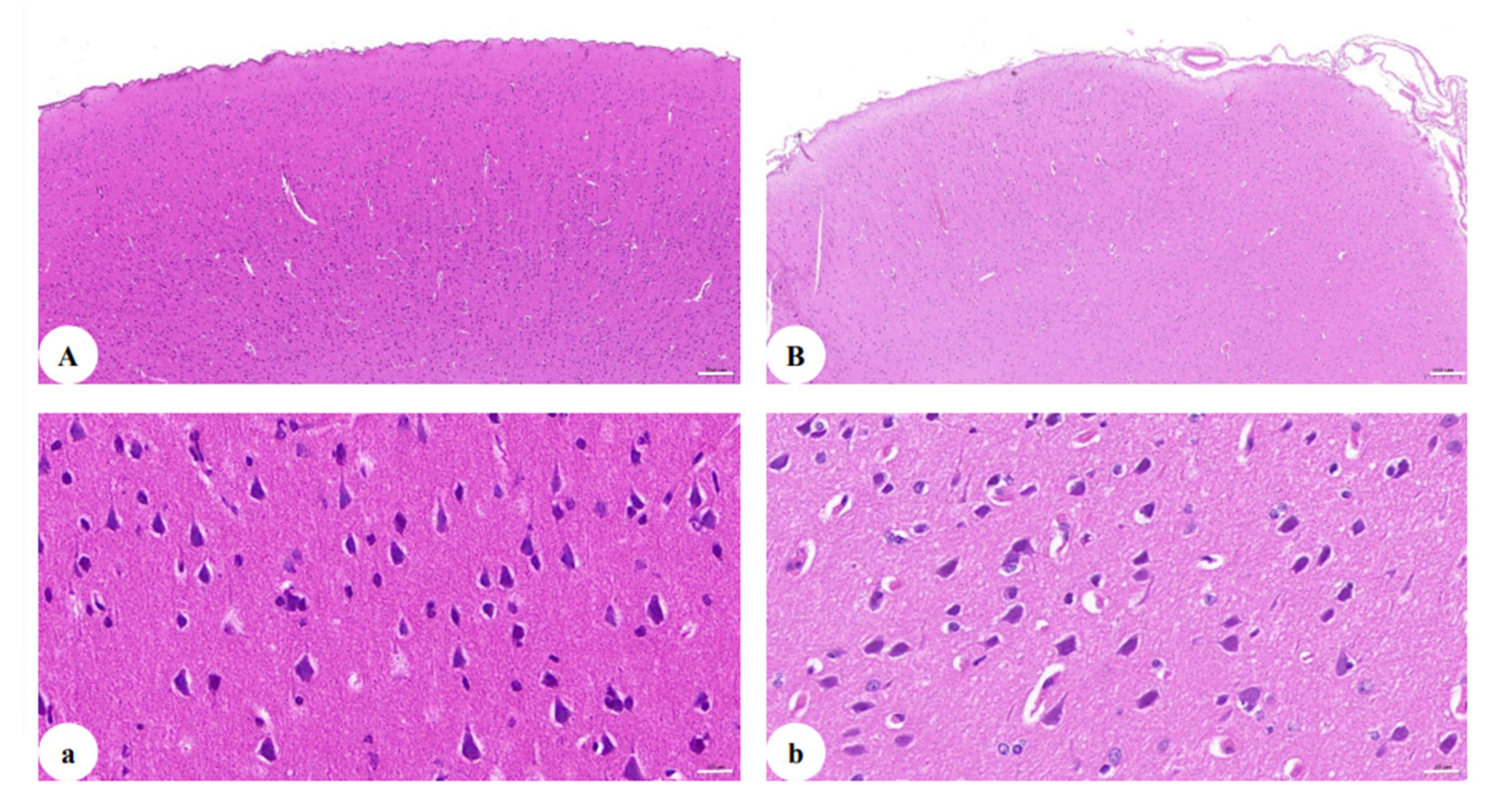Brainsci 12 01151 g002