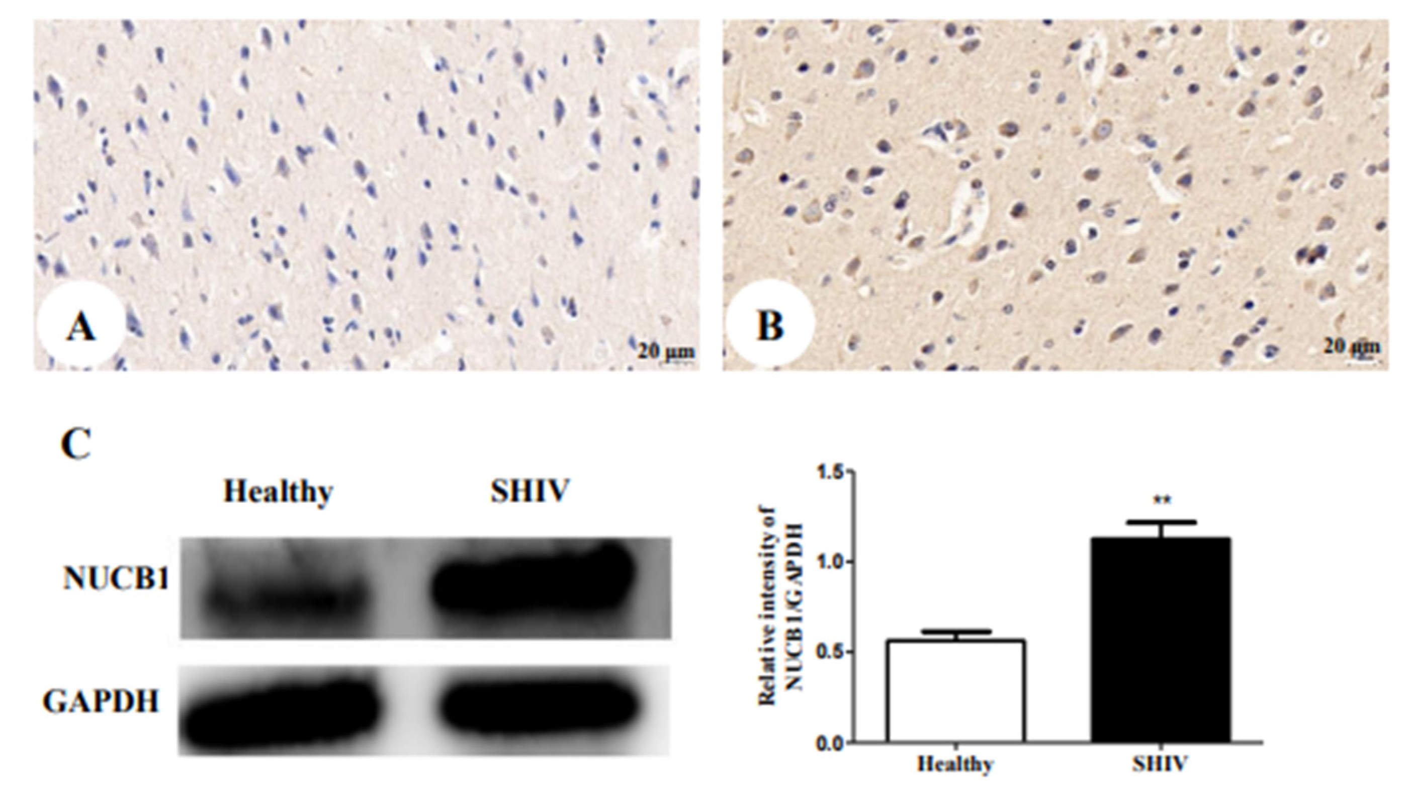 Brainsci 12 01151 g003
