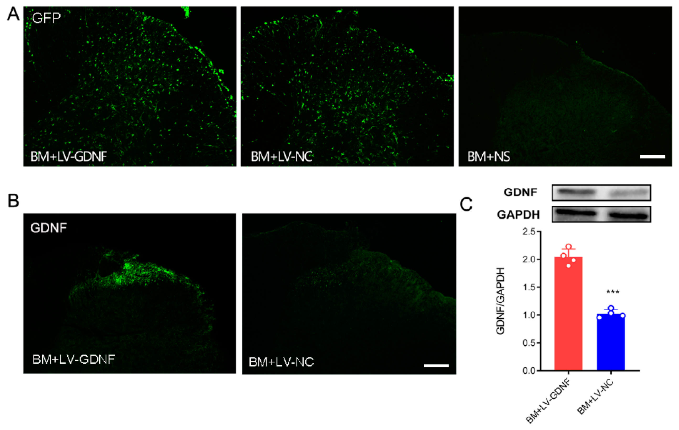 Brainsci 12 01188 g004